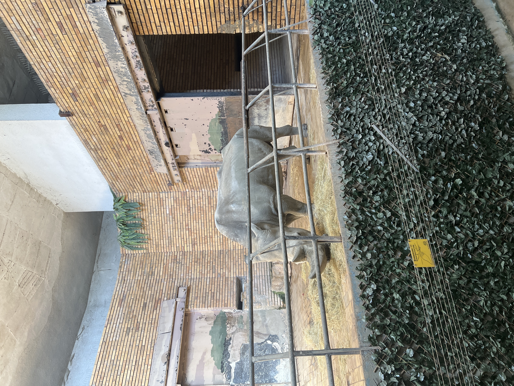 This image, taken in Sofia, Bulgaria, depicts a rhinoceros enclosure at a zoo or wildlife park. The enclosure is characterized by brick walls and a metal railing that separates the rhinoceros from the viewer. The ground within the enclosure is covered with hay, and the rhinoceros appears to be eating. In the background, there is a large, open doorway leading into a darker space. Above the enclosure, a concrete structure is visible, and green foliage hangs down from the upper walls. A yellow sign with Russian text is affixed to a mesh fence in the foreground, which appears to be an electrical warning.