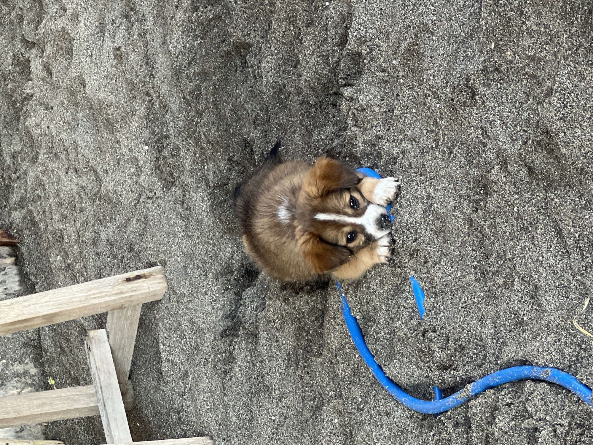A brown and white puppy lies on dark gray sand, near a wooden structure on the left. A bright blue, coiled tube is present in the foreground, partially under the puppy. The puppy's paws are resting on the tube. The sand is granular and appears to be the surface of a beach or outdoor area. The scene is likely an outdoor environment in North Kuta, Indonesia.