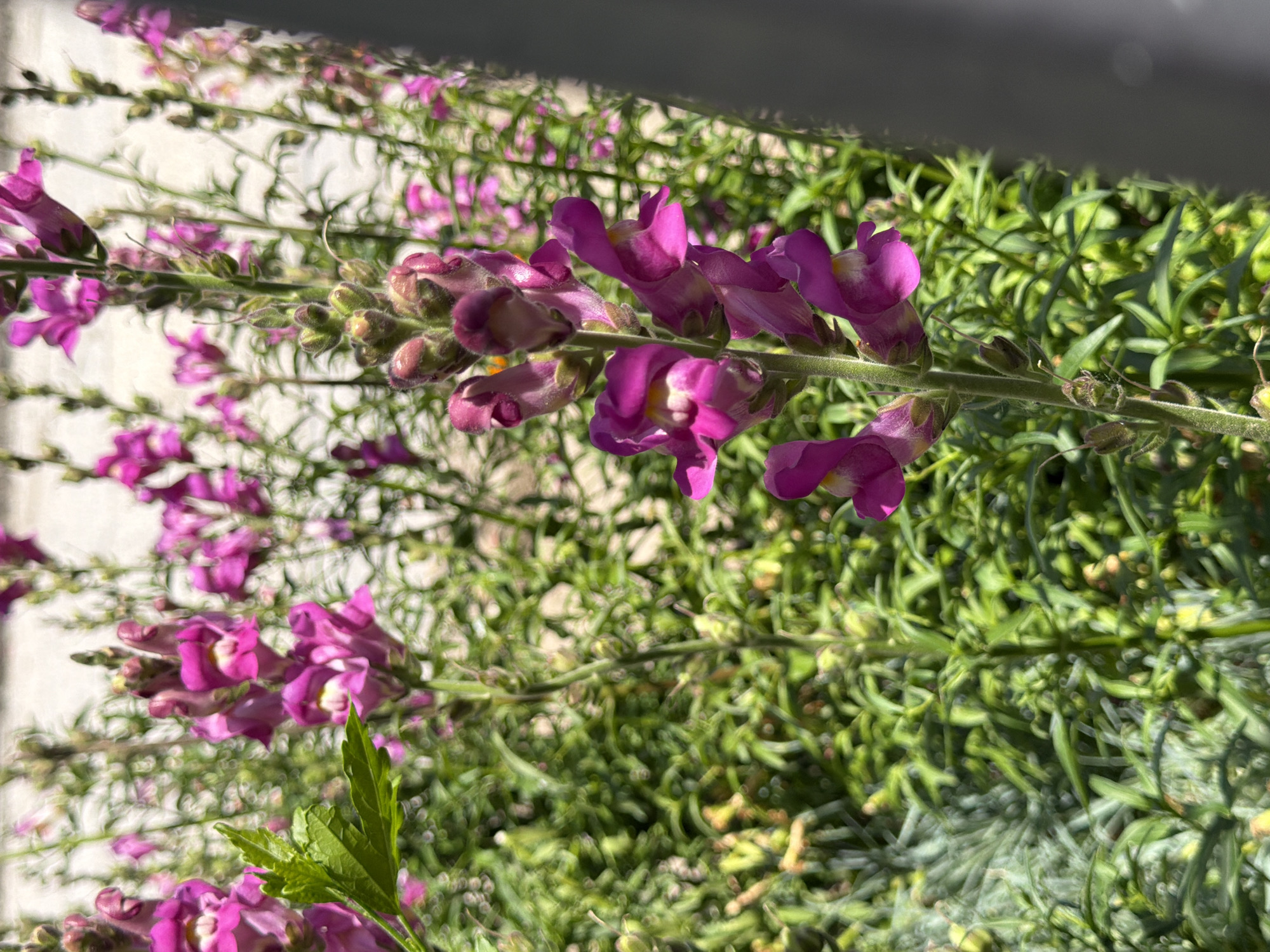 A close-up, outdoor, eye-level shot captures a vibrant cluster of purple snapdragon flowers in bloom. The flowers are the primary subject, with their delicate petals and elongated stems dominating the frame. The background is filled with more of the same flowers and lush green foliage, suggesting a garden setting. The lighting indicates it is daytime, with sunlight illuminating the blooms and casting subtle shadows. The photograph appears to have been taken in Oryahovo, Bulgaria, a city known for its natural beauty and floral displays. There are no people or animals visible in the image, nor any discernable actions or interactions. The overall impression is one of natural beauty and tranquility.