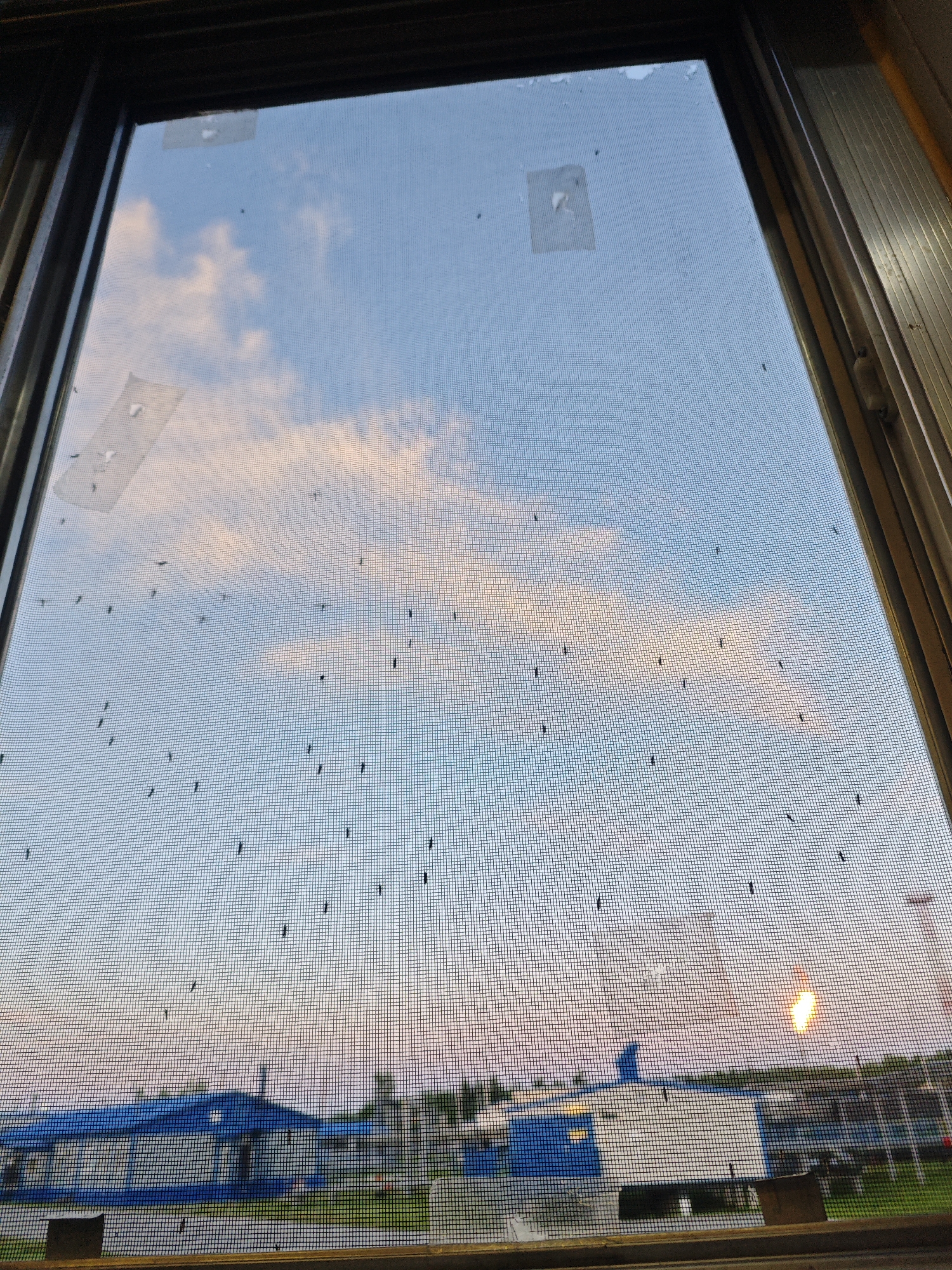 An outdoor, eye-level shot captures a window screen teeming with gnats. The sky beyond is a soft blue, with wisps of pinkish clouds and the sun low on the horizon, casting a warm glow. Below the sky, a long, blue and white building with a flat roof is visible, suggesting an urban or industrial setting. The gnats, appearing as tiny black specks, are scattered across the mesh of the screen, with a few clusters forming in certain areas. Two pieces of clear tape are affixed to the screen, one in the upper left and another in the middle left, with some gnats clustered around them. The overall impression is one of a mundane, everyday scene, with the natural world (the sky and gnats) intruding into a human-made environment (the building seen through the window).