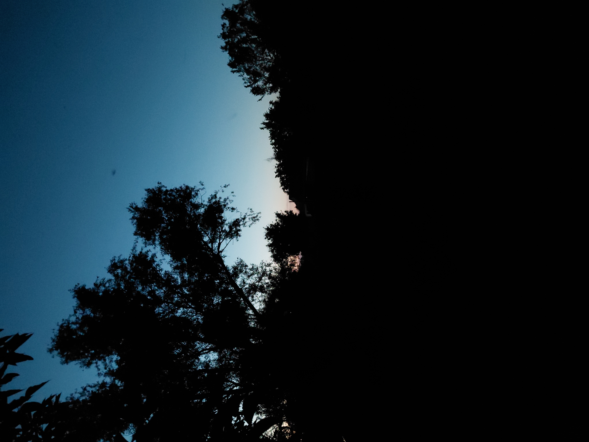 A silhouette of trees against a gradient of dark blue and pale orange sky, suggesting twilight. The foreground is almost entirely black, obscuring details. In the distance, a faint line of lighter sky indicates the horizon. The location is not discernible from the image alone.