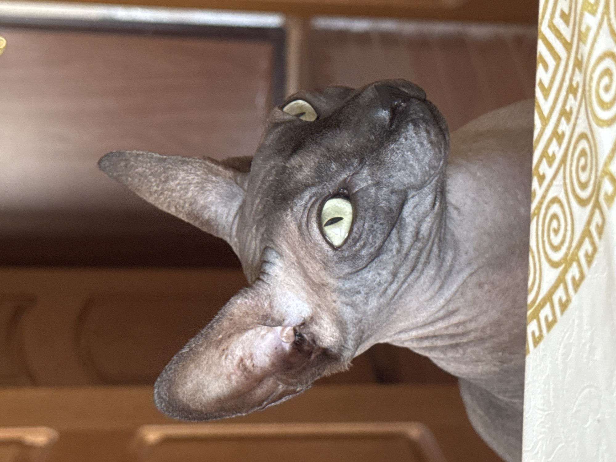 A close-up, waist-up shot shows a hairless Sphynx cat looking to the right of the frame. The cat has large ears and striking pale green eyes. The cat's skin is wrinkled and greyish-brown. The background is blurred and appears to be an indoor setting with warm wooden tones, possibly a door or cabinet. The bottom of the frame includes a portion of a white tablecloth with a gold patterned border. The image was taken in Tiraspol, Moldova.