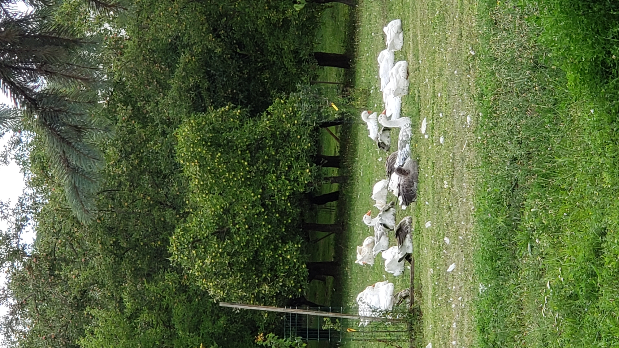 A flock of domestic geese, a mix of white and grey, are resting and lying on a grassy area in front of a grove of mature trees, some of which appear to be fruit-bearing. A metal fence structure is visible to the left of the frame. The scene is outdoors and appears to be a rural or semi-rural setting. The image does not provide any specific information to locate it within the city of Prešov, Slovakia.
