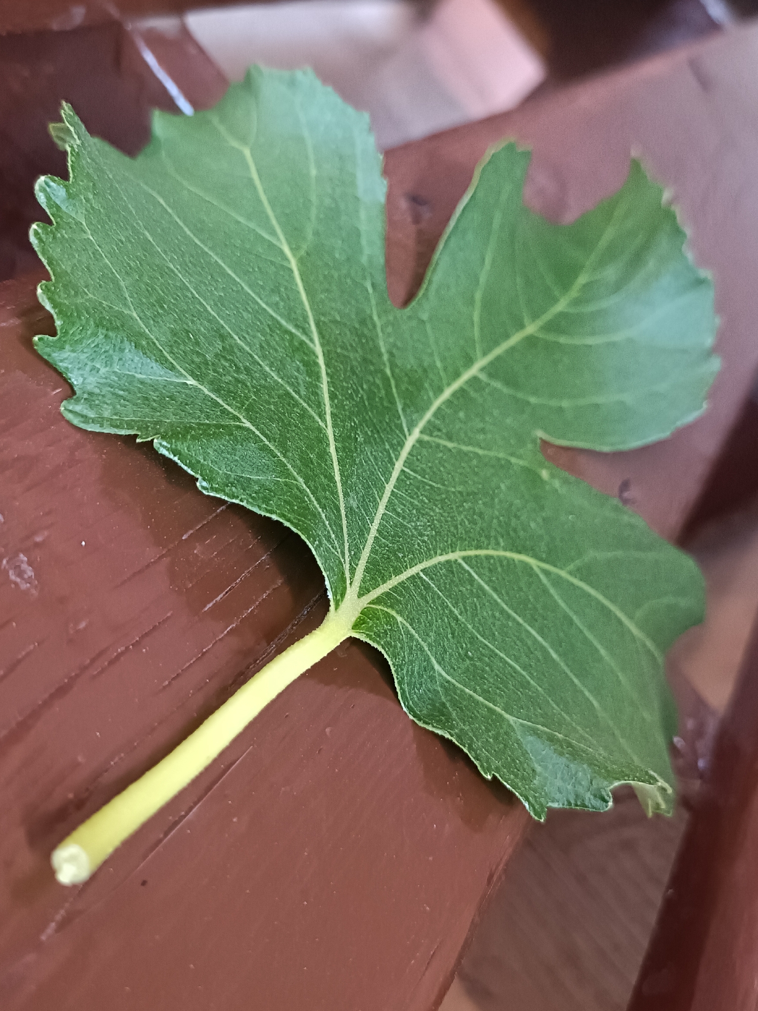 A green fig leaf with a yellow stem sits on a brown wooden surface. The leaf has five lobes and serrated edges. The veins are visible on the leaf's surface. The wooden surface appears to be a bench or part of a structure with a glossy finish. The location is unknown.