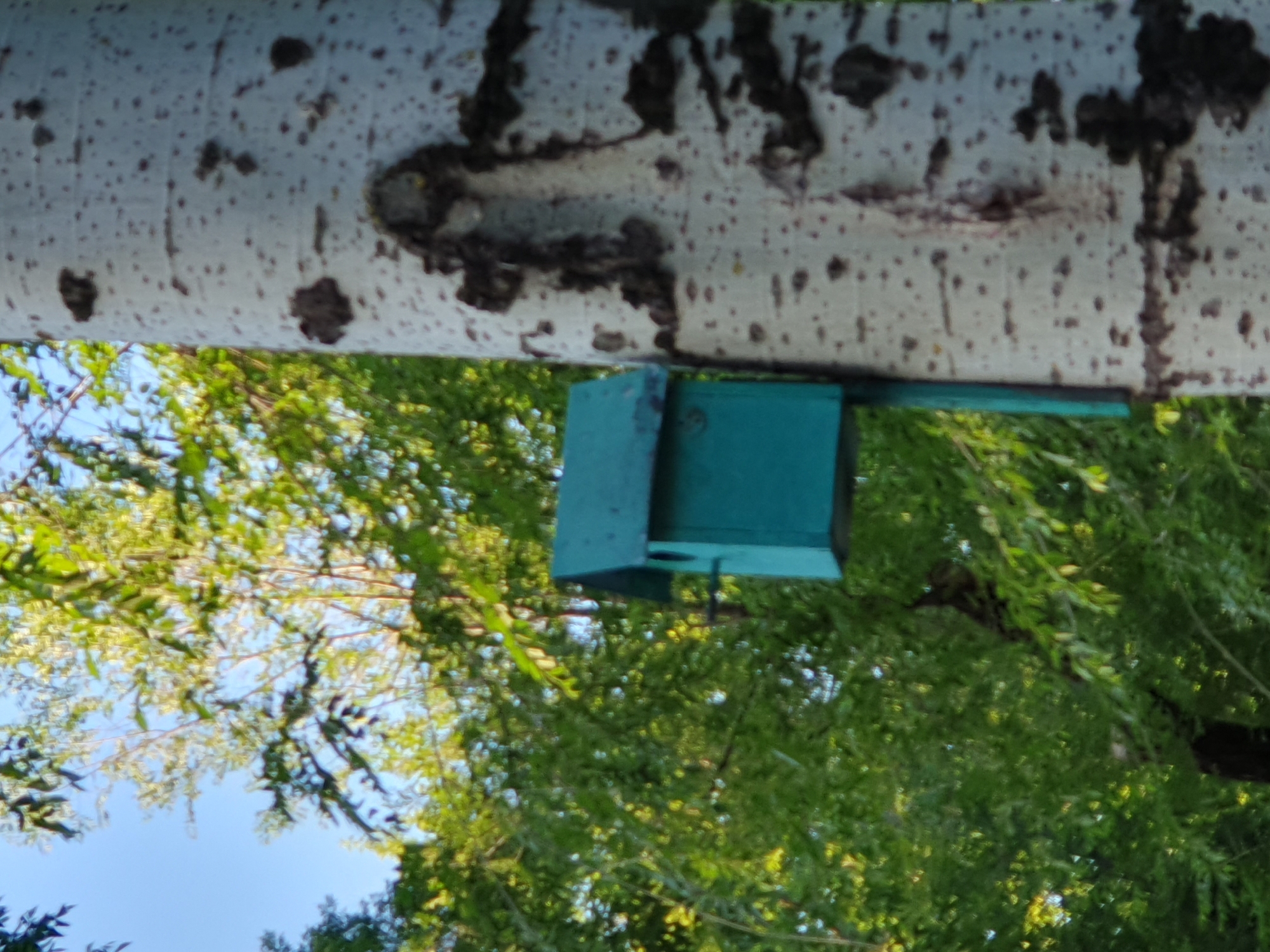 An eye-level, medium shot captures a turquoise-colored birdhouse attached to a light-colored tree with dark splotches on its bark. The birdhouse is situated on the left side of the frame, and its entrance hole is visible. Behind the birdhouse, lush green foliage fills the background, with a clear blue sky peeking through the branches at the top left. The scene is outdoors, with the dappled sunlight illuminating the leaves. The image is clear and in focus, providing a detailed view of the birdhouse and its natural surroundings.