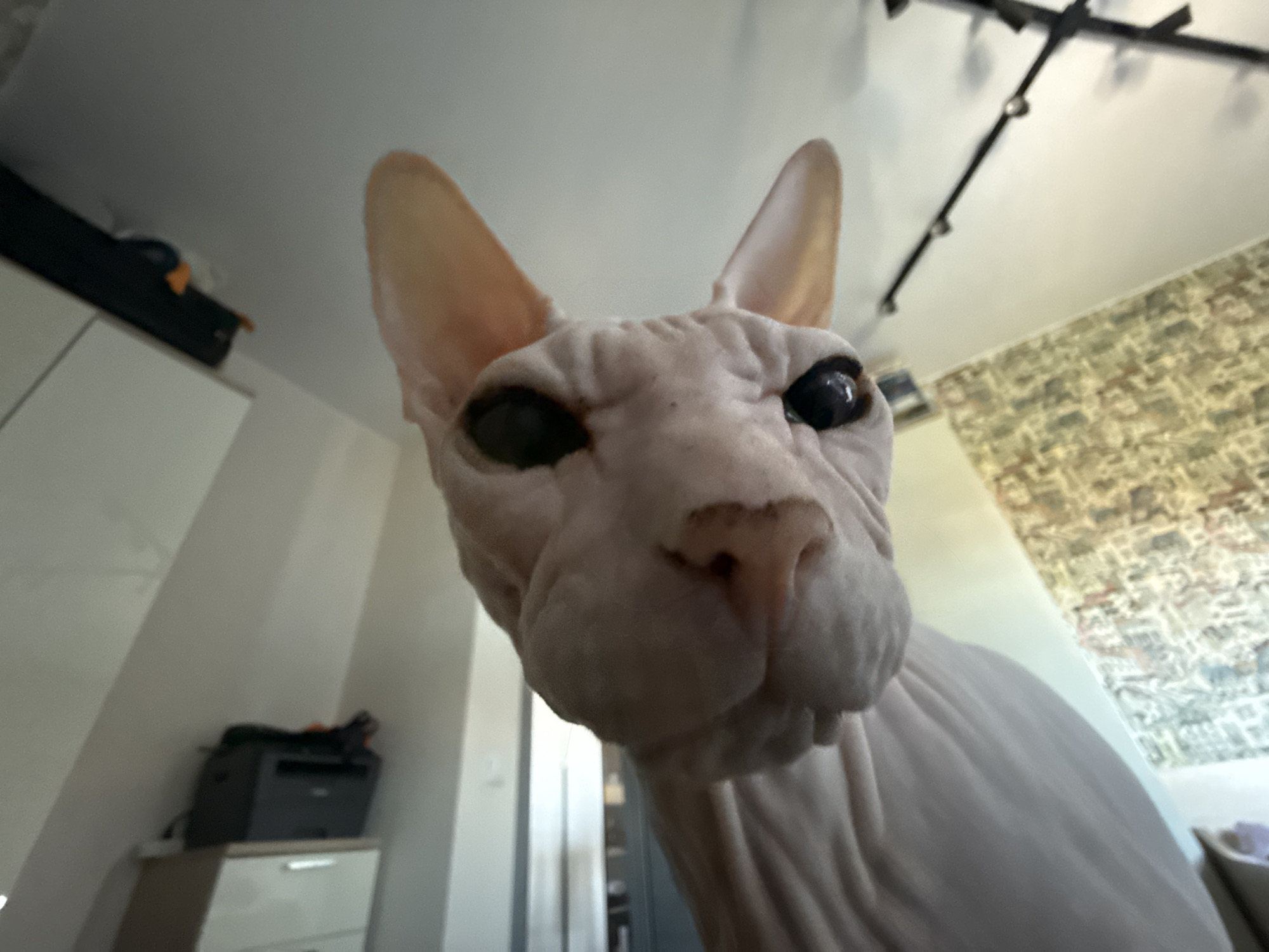 The image features a close-up view of a Sphynx cat. The cat is hairless with large ears and prominent eyes. It is positioned close to the camera, filling most of the frame. The background is a mix of indoor elements, including a light-colored wall, a track lighting fixture, and a patterned wall resembling wallpaper or textured paint. The location in the city of Krasnoyarsk, Russia, is not discernible from the image.