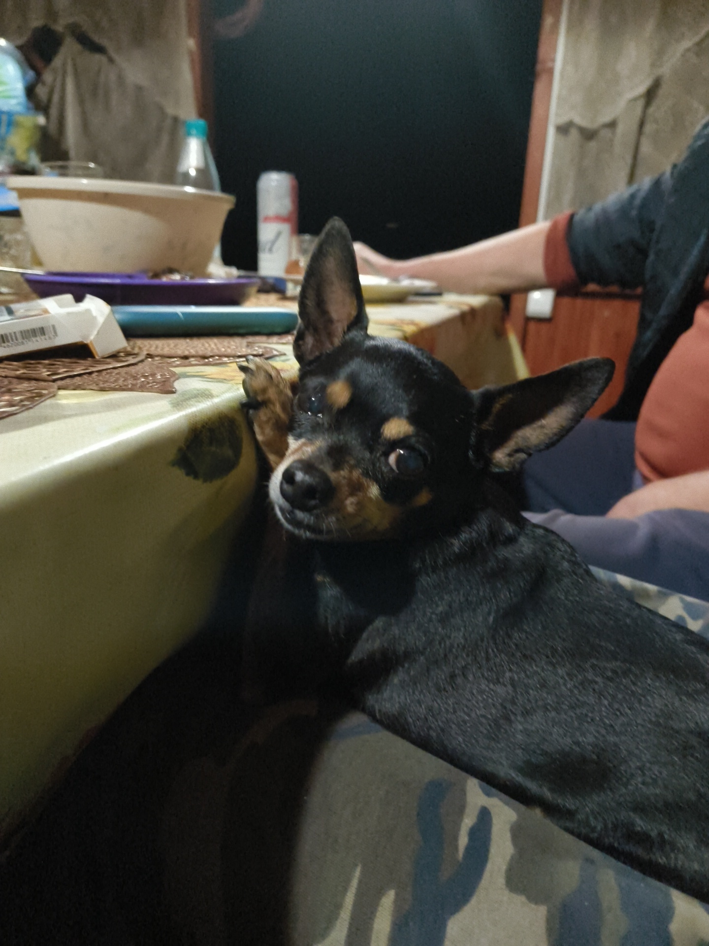 A black and tan toy dog is lying on a patterned surface, with its front paw resting on the edge of a table. The dog is looking towards the camera with its head tilted. In the background, a person's arm is visible, resting on the table. There are various objects on the table, including a bowl, a can, and what appears to be a pack of cigarettes. The scene is indoors, with a dark background suggesting it is nighttime or a dimly lit room. The location is identified as Pravdist-1 SNT, Russia.