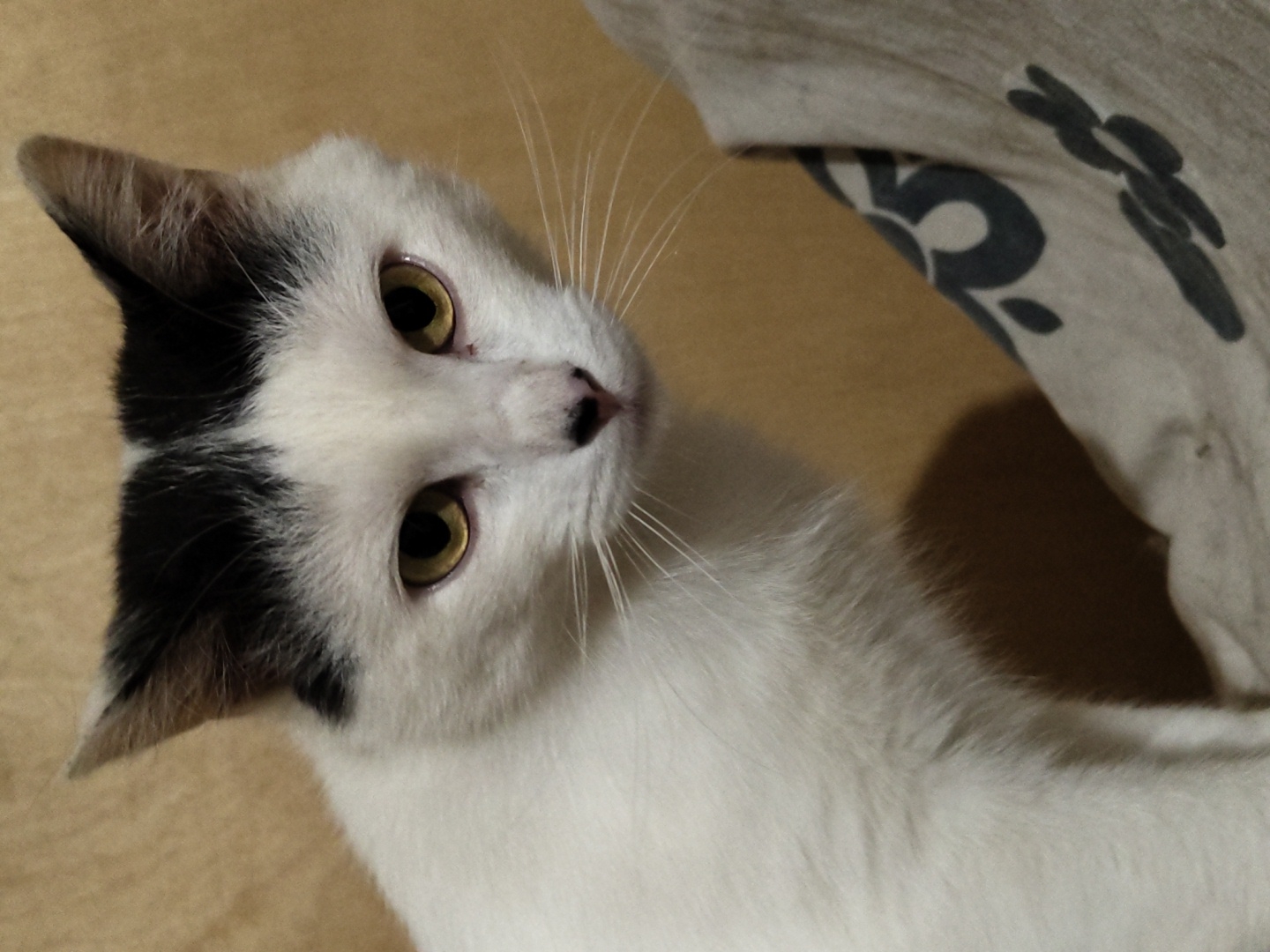 A close-up, portrait-style, vertical, medium shot captures a black and white cat with yellow eyes looking directly at the camera. The cat is predominantly white with black markings on its head, covering its ears and forming a cap-like pattern. Its gaze is steady and its expression is neutral. The background consists of a plain, light brown, textured surface. In the foreground, to the right of the cat, a portion of a light-colored fabric with a dark gray floral pattern is visible, obscuring the lower right of the frame. The lighting appears to be artificial and originates from the front, casting a soft shadow on the cat's chest and neck. The scene is indoors, possibly a domestic setting. There are no discernible city landmarks or identifying environmental features to establish a specific location within a city.