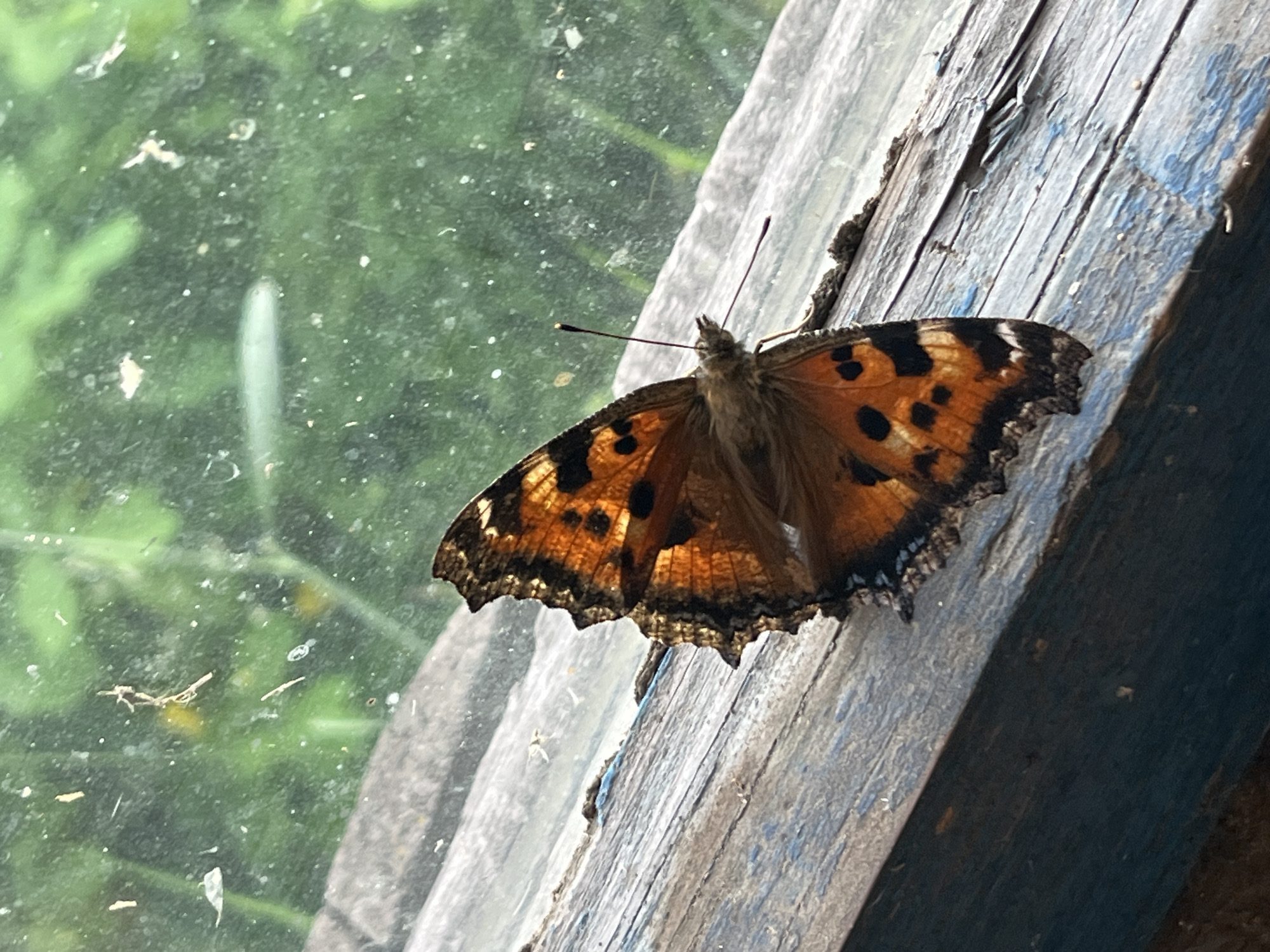 A small, orange and black butterfly with intricate wing patterns is perched on a weathered, blue-painted wooden surface. The wood appears to be part of a window sill or frame, with visible grain and peeling paint. Behind the butterfly, a window pane is visible, slightly dirty, with a blurred green background suggestive of foliage or trees. The scene is set outdoors, likely in a natural or semi-natural environment, possibly a backyard or garden. There are no people or any other discernible subjects present in the image. The lighting suggests daytime. The location is not specified as Nizhny Tagil, Russia.