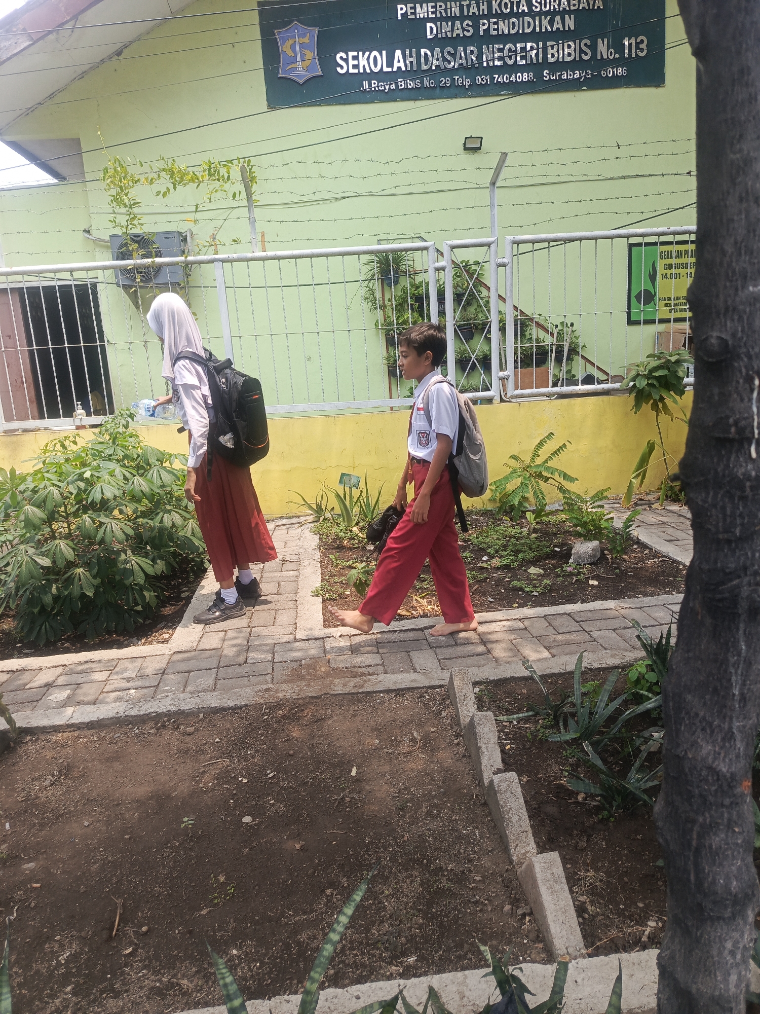 This is an eye-level, medium shot of two Indonesian schoolchildren walking on a paved path outside a light green building. The building has a sign that reads "PEMERINTAH KOTA SURABAYA DINAS PENDIDIKAN SEKOLAH DASAR NEGERI BIBIS NO. 113" and below that, "Jl. Raya Bibis No. 29 Telp. 031 7404088, Surabaya - 60186".
The child on the left is wearing a white hijab, a light pink shirt, and a reddish-brown skirt. They have a black backpack and are holding a clear plastic bottle of water. They are walking towards the left of the frame.
The child on the right is wearing a white shirt with a red collar and a red crest on the left side, and red pants. They have a grey backpack and are walking towards the right of the frame. They are barefoot.
The path is made of rectangular pavers with a concrete border. To the left of the path are large green leafy plants, and to the right are smaller plants and mulch. A black tree trunk is visible on the far right of the image. The background consists of the light green building and a yellow wall. A white metal fence with wires runs along the front of the building.