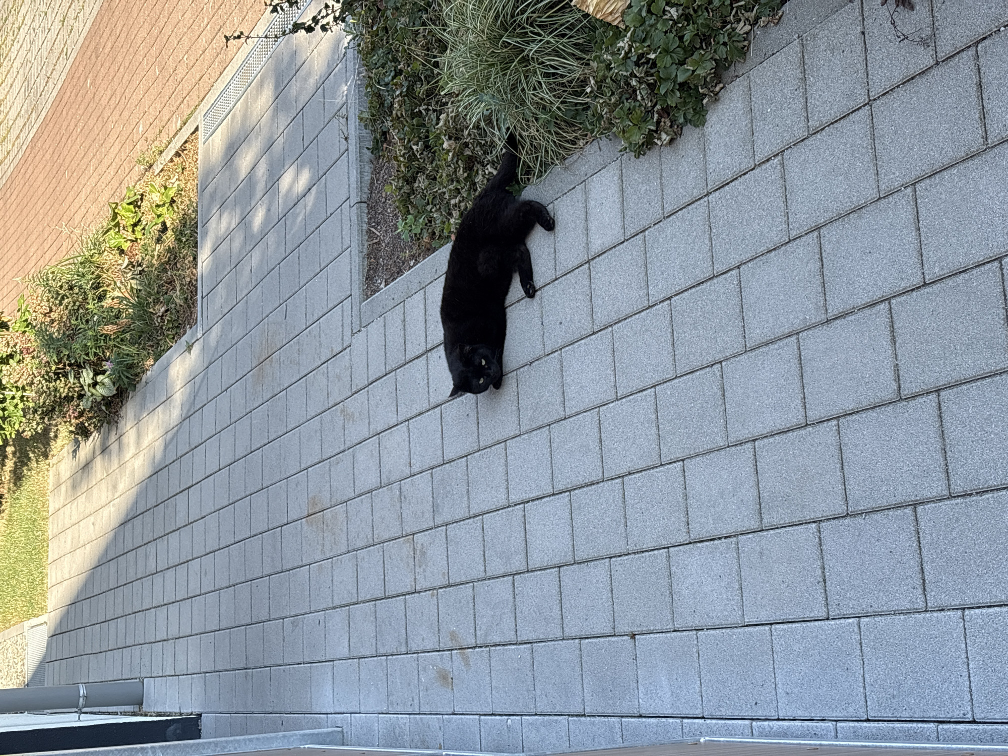 A black cat is lying on a paved walkway in Bönnigheim, Germany. The walkway is made of light gray rectangular pavers. To the left of the walkway is a dark gray wall. To the right of the walkway is a garden bed with various plants and foliage, including some tall, thin grasses. The sun casts a shadow across the walkway from the left. The scene appears to be outdoors, possibly in a residential area or a public space.