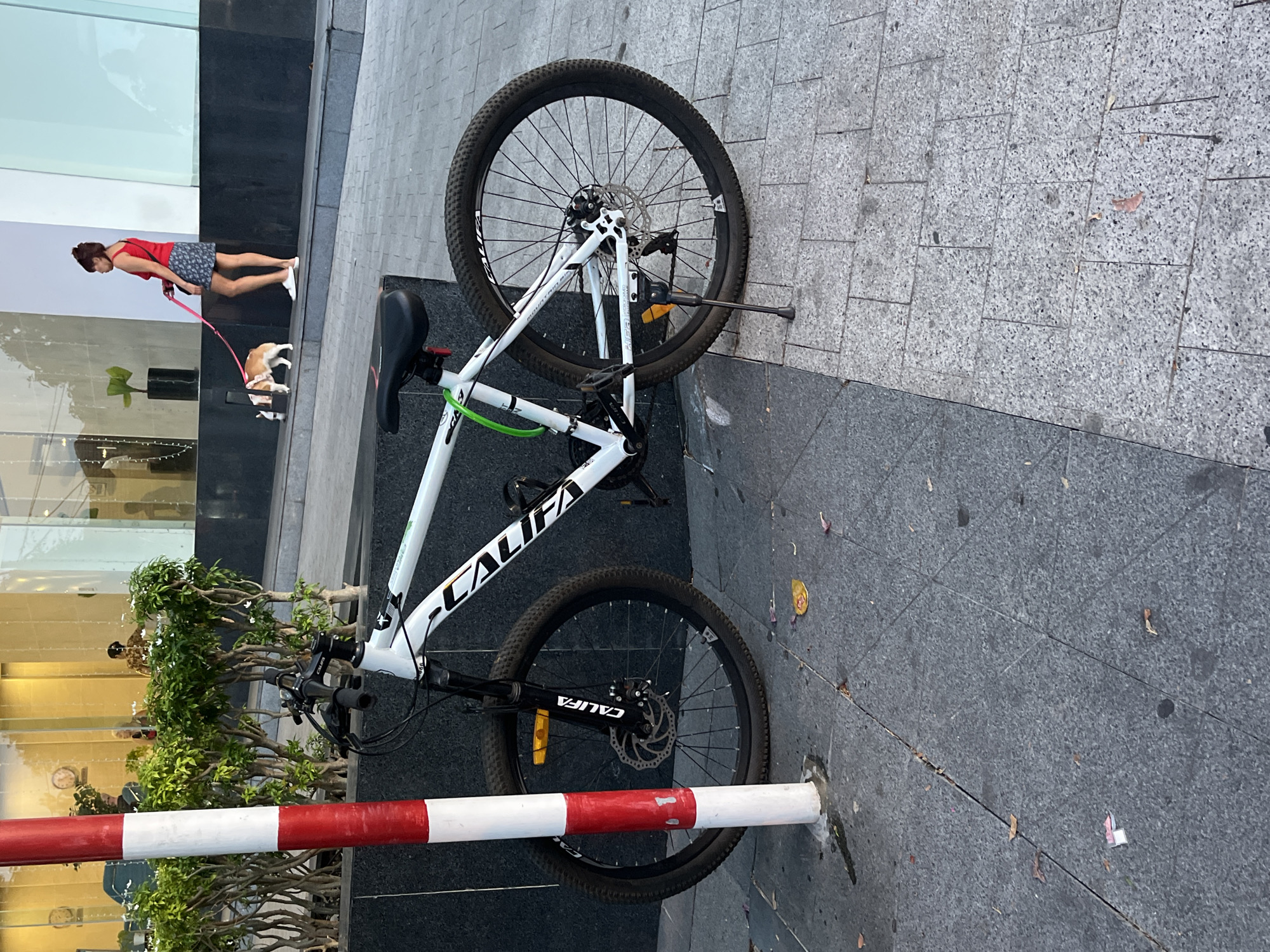 A white "CALIFA" mountain bicycle is the central subject, positioned at a diagonal angle on a paved city sidewalk. The bicycle's rear wheel rests against a building, while the front wheel is secured against a short, red-and-white striped bollard. The sidewalk is composed of gray tiles with scattered debris.
In the background, a woman wearing a red top and a dark skirt is walking a dog on a leash. The scene appears to be in Bac Nha Trang Ward, Vietnam. A building facade is visible, reflecting elements of the urban environment. Vegetation is also present.