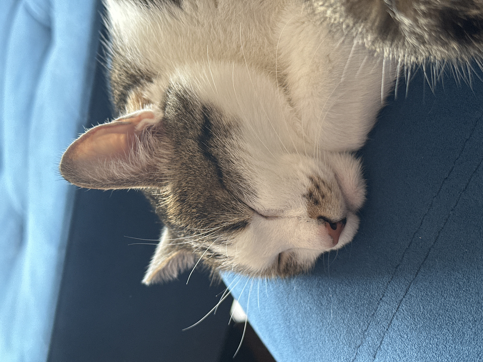 A close-up shows a tabby cat sleeping on a blue surface. The cat's head is resting on the surface, and its eyes are closed. The cat's fur is a mix of white and brown. The location is unknown.