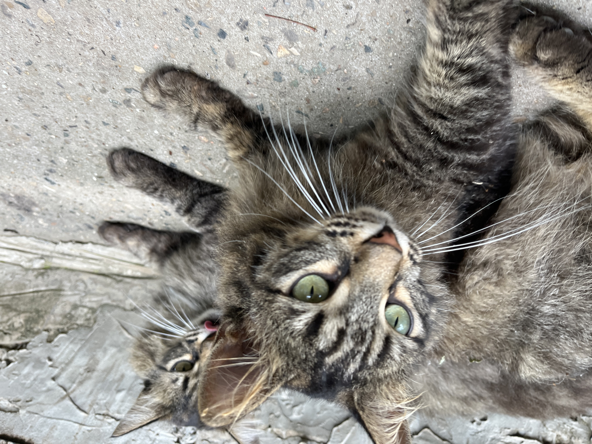 In Krasnyye Barrikady, Russia, two tabby cats lie on a concrete surface next to a textured, weathered wall. The cat in the foreground is facing left, with its green eyes open and its mouth slightly ajar, revealing its tongue. It has long white whiskers and its fur is a mix of brown, black, and gray. The second cat is behind the first, facing right, with its tongue extended as if licking its nose or lips. Its eyes are visible, and it appears to be grooming. The concrete ground has scattered debris, and the wall behind them is rough and uneven.