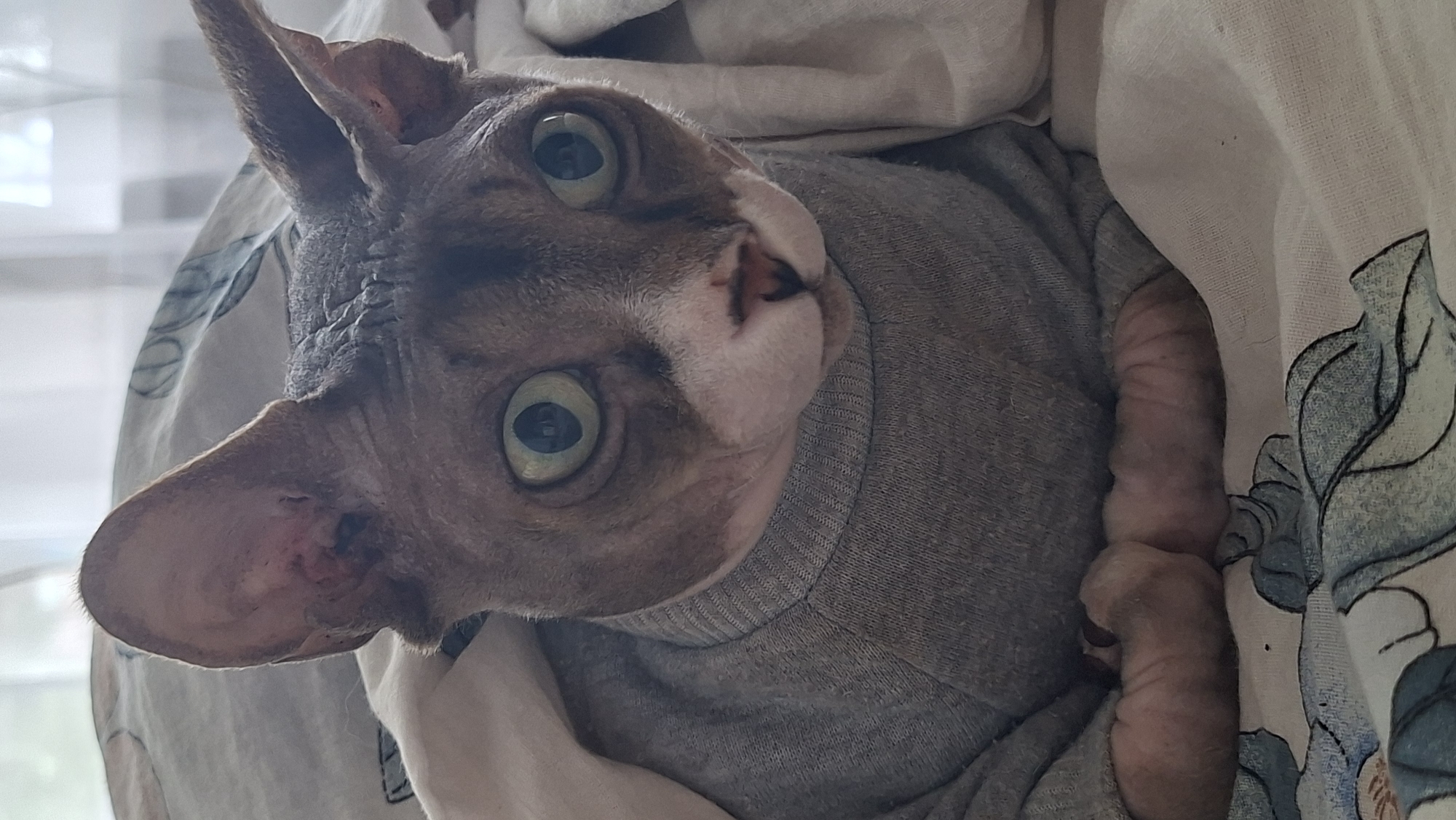 A close-up, eye-level shot shows a hairless cat, likely a Sphynx breed, looking directly at the camera from under a white blanket. The cat is wearing a gray turtleneck sweater. Its large, round, green eyes are prominent, and its ears are large and pointed. The cat's wrinkled skin is visible on its face and neck. Its front paws are tucked underneath its body, resting on a light-colored blanket with a blue floral pattern. The background is softly lit, suggesting an indoor setting with natural light coming from a window. There is no indication of the city of Myadzyel, Belarus in the image.