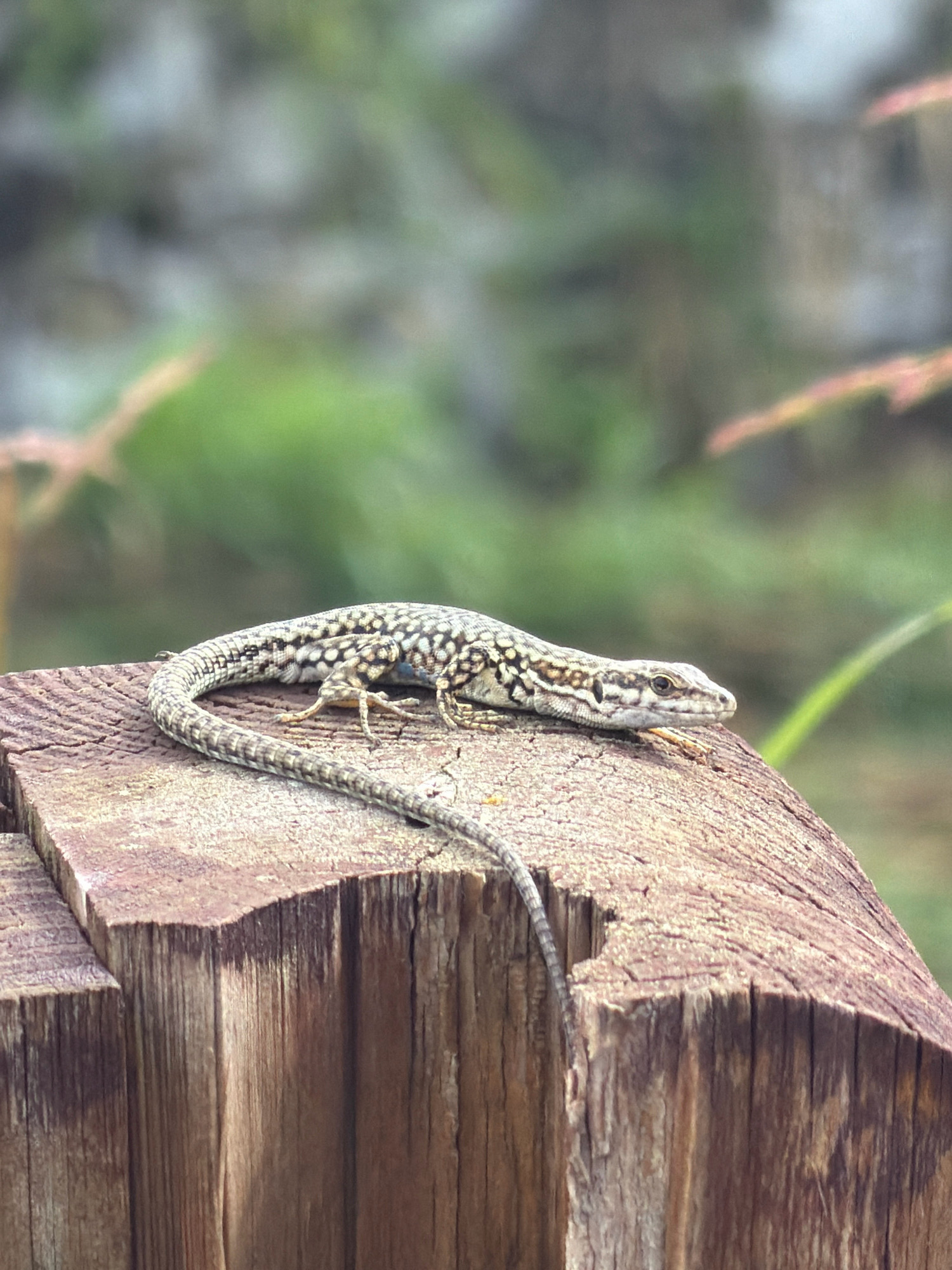 A lizard is perched on a weathered wooden post, its patterned scales blending with the rough texture of the wood. The lizard is positioned horizontally, with its tail coiled around its body and extending towards the left side of the frame. The background is a soft, blurred tapestry of greens and browns, suggesting an outdoor, natural setting. The lighting is soft and diffused, highlighting the intricate details of the lizard's skin and the grain of the wood. There are no people or other animals visible in the image.