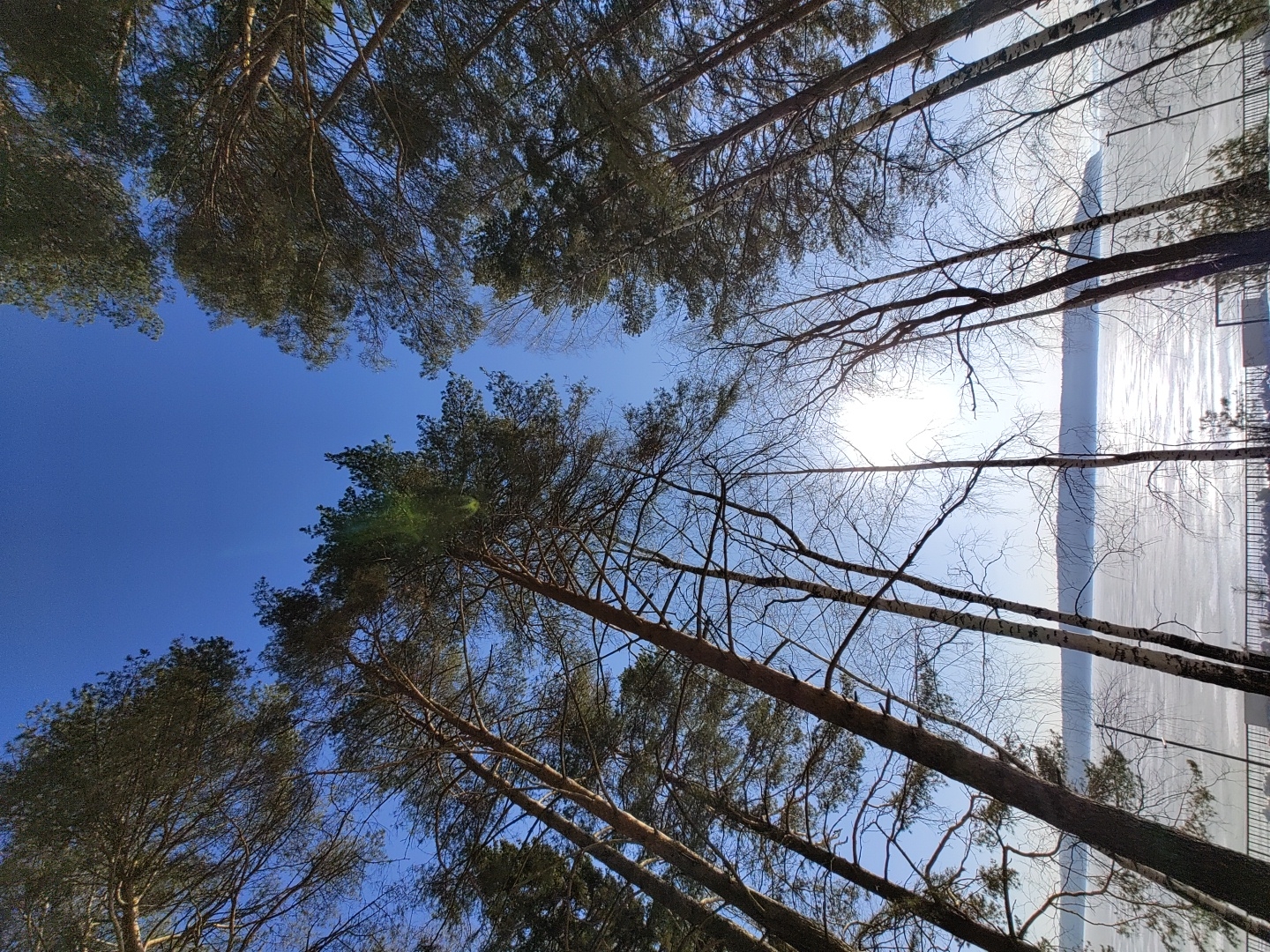 The image shows a view looking up through trees towards a clear blue sky, and on the right, a snow-covered area. The trees are a mix of coniferous and deciduous types, with bare branches visible against the sky. The location is Chaikovsky, Russia, judging by similar images. The scene suggests a forest or park area near a snowy field.