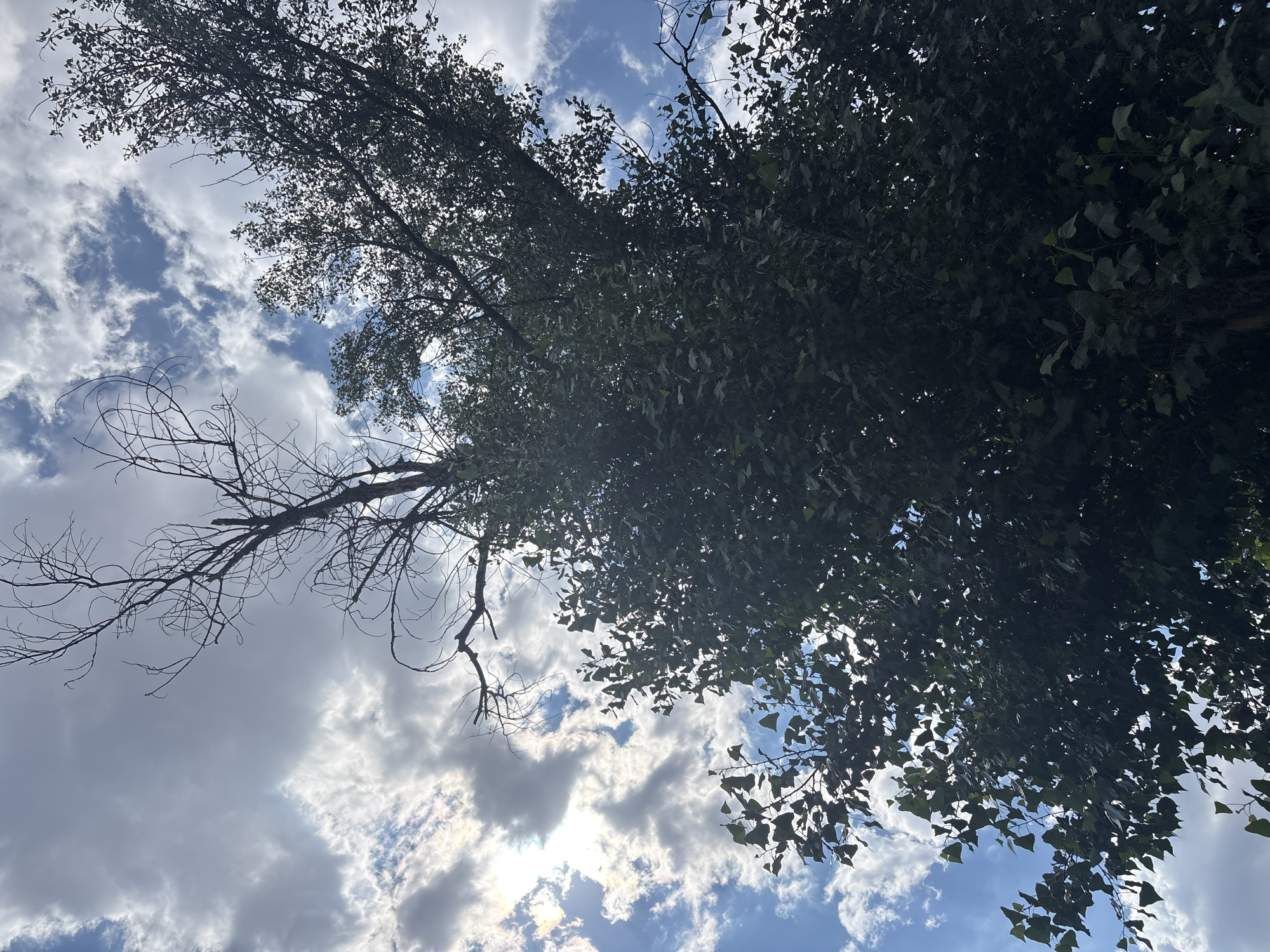 This low-angle outdoor shot captures a canopy of lush green trees silhouetted against a partly cloudy sky. The sun peeks through the clouds on the left side of the frame, casting a bright glow and creating lens flare. The image appears to be taken in Plovdiv, Bulgaria, likely during daylight hours. No people or specific landmarks are visible, focusing solely on the natural elements of the scene.