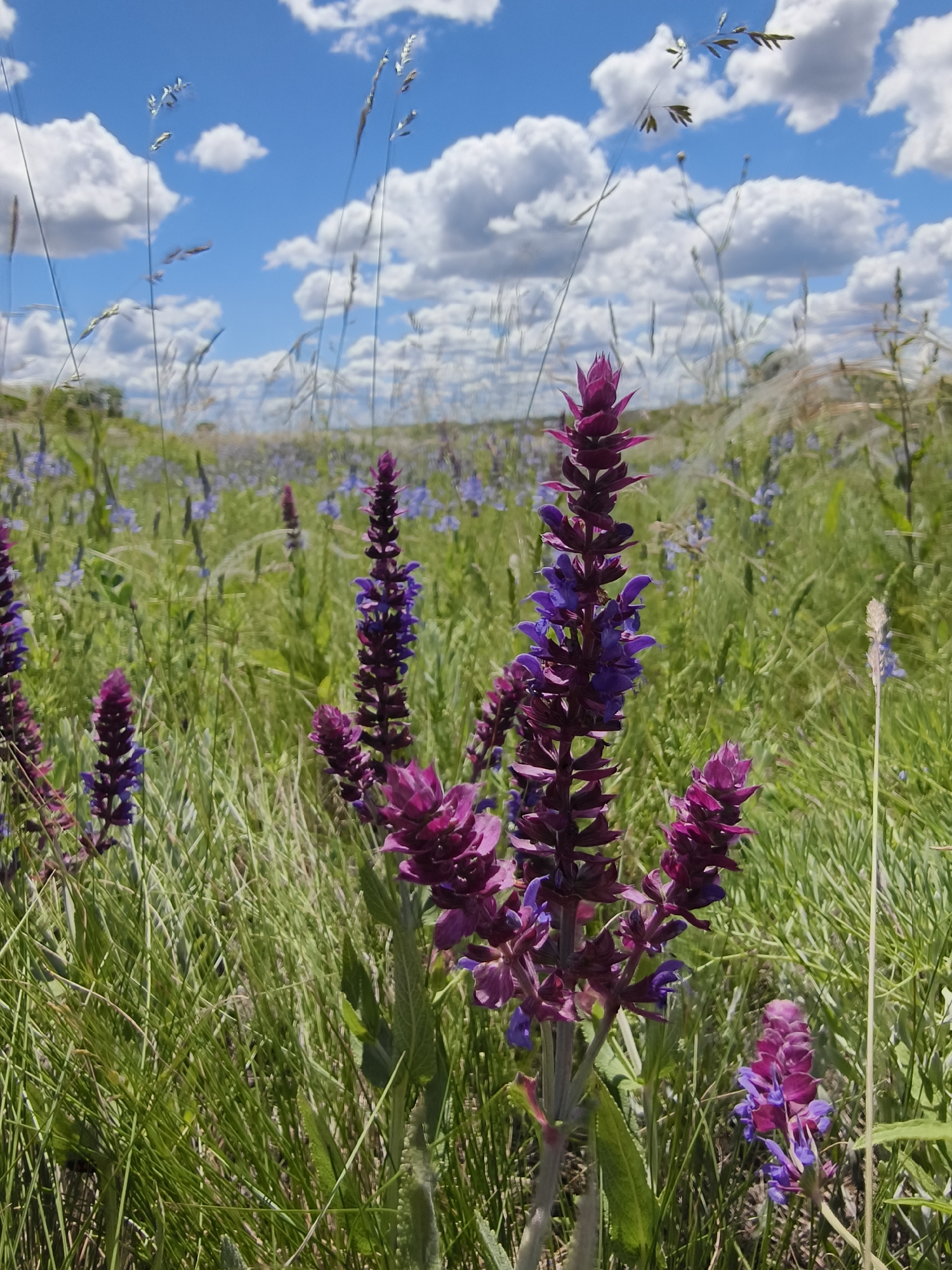 The image depicts a field of wildflowers, predominantly tall stalks of purple and blue Salvia flowers, intermixed with green grasses. A scattering of smaller blue wildflowers is visible in the mid-ground. The background features a sky with scattered white cumulus clouds against a blue backdrop. The scene appears to be captured outdoors on a sunny day. Based on the prompt, the location is Poltavka, Ukraine.