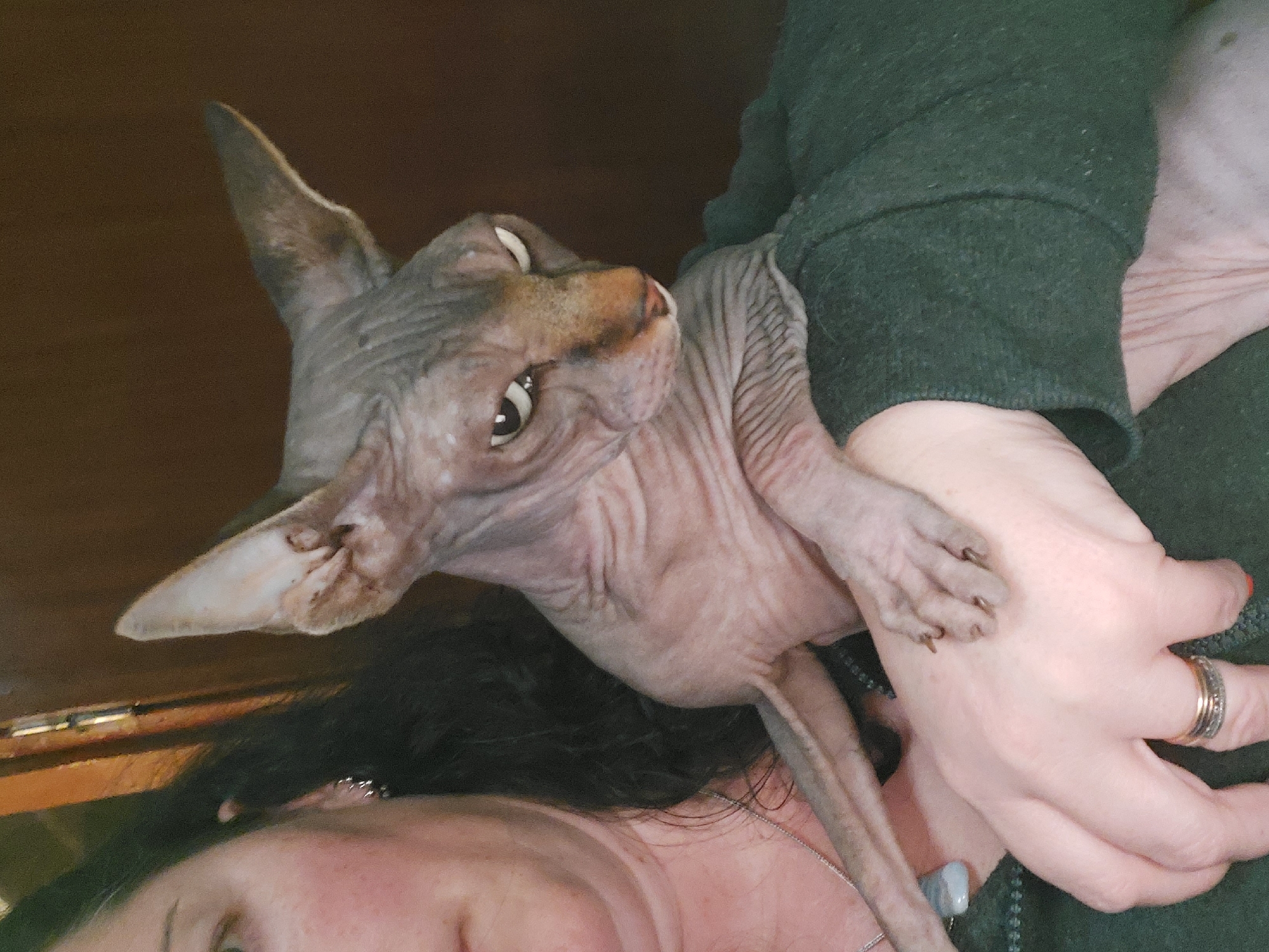 A hairless cat (likely a Sphynx breed) is being held in a person's arms. The cat is light gray with wrinkles on its skin and is looking up towards the camera. The person holding the cat is wearing a dark green top and has rings on their fingers. Part of their face and dark hair are also visible in the bottom left of the image. The background is a dark, indistinct color. There is no visible information to determine that the location is in the city of Figueira da Foz, Portugal.