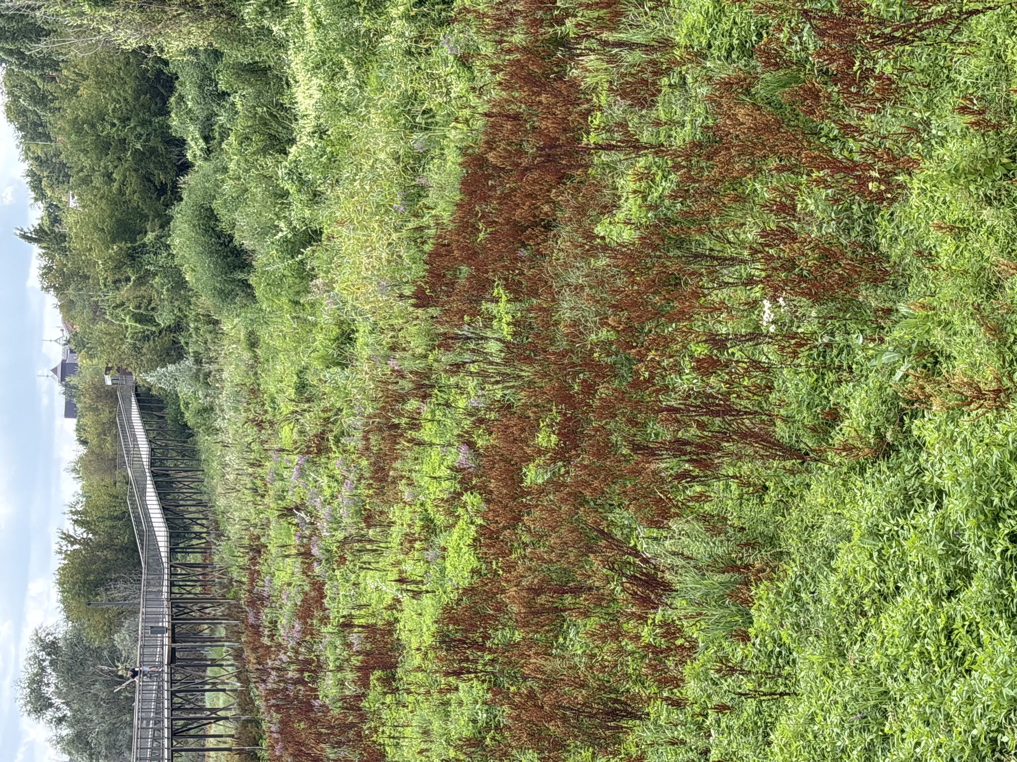The image captures a lush, overgrown natural landscape with a raised wooden walkway in the background. The walkway, supported by numerous vertical stilts, curves to the right, and a person on a bicycle is visible on it, facing left. The foreground is a dense thicket of green vegetation interspersed with tall, reddish-brown plants. In the far background, a cluster of buildings with distinctive dome-like structures, resembling Orthodox churches, can be seen peeking above the treeline. The sky is overcast with diffused light. This scene is consistent with the area around the Orenburg Zheleznodorozhny District, specifically near the Volga River embankment, where such elevated walkways and natural green spaces are common features.