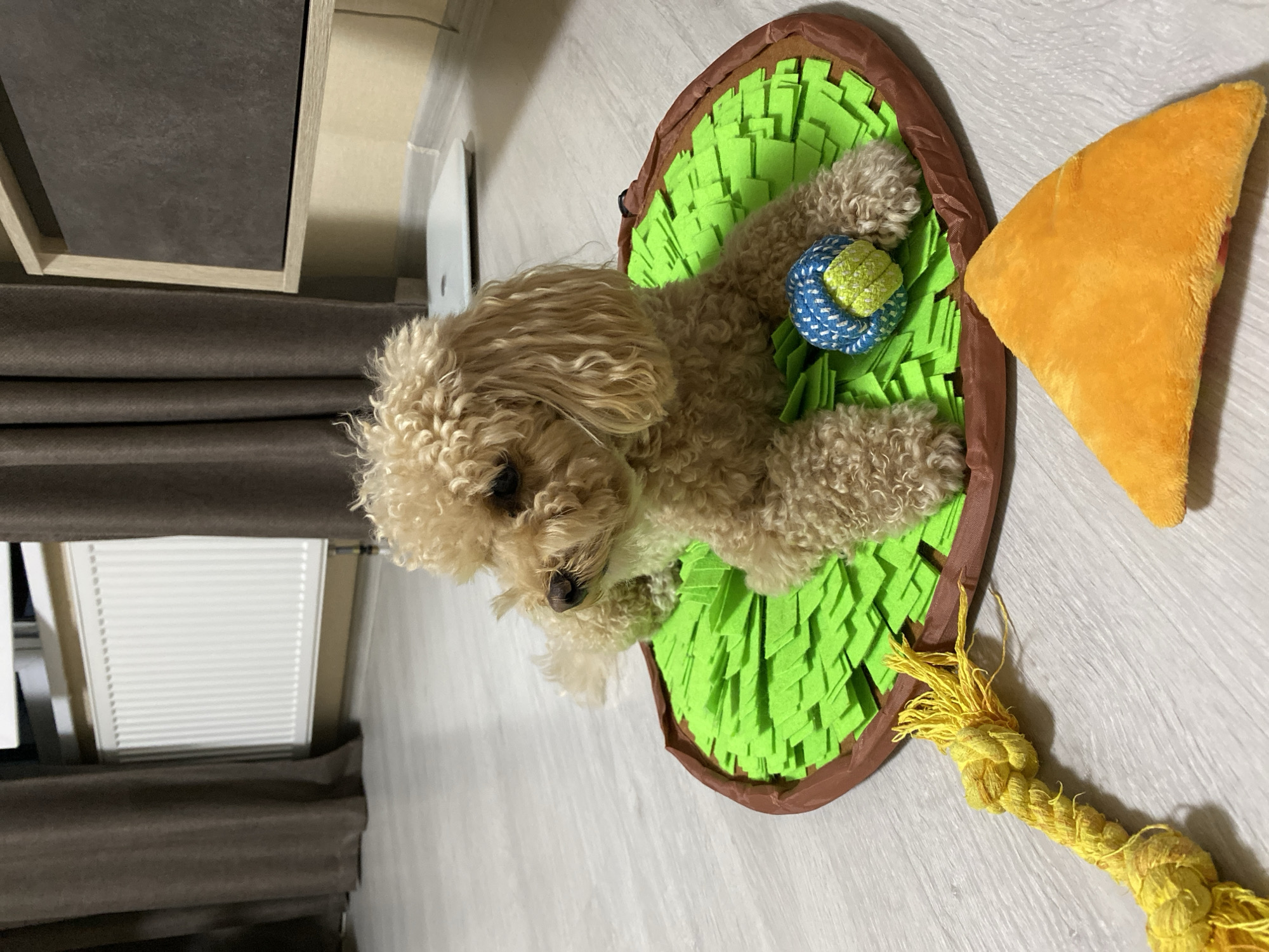 A light brown poodle sits on a green snuffle mat with its paws on a blue and yellow ball. Next to the mat is a yellow rope toy. In the background, dark brown curtains are visible on either side of a white radiator. To the right, part of a wooden cabinet is visible, as well as a white scale on a shelf. The floor is light-colored wood.