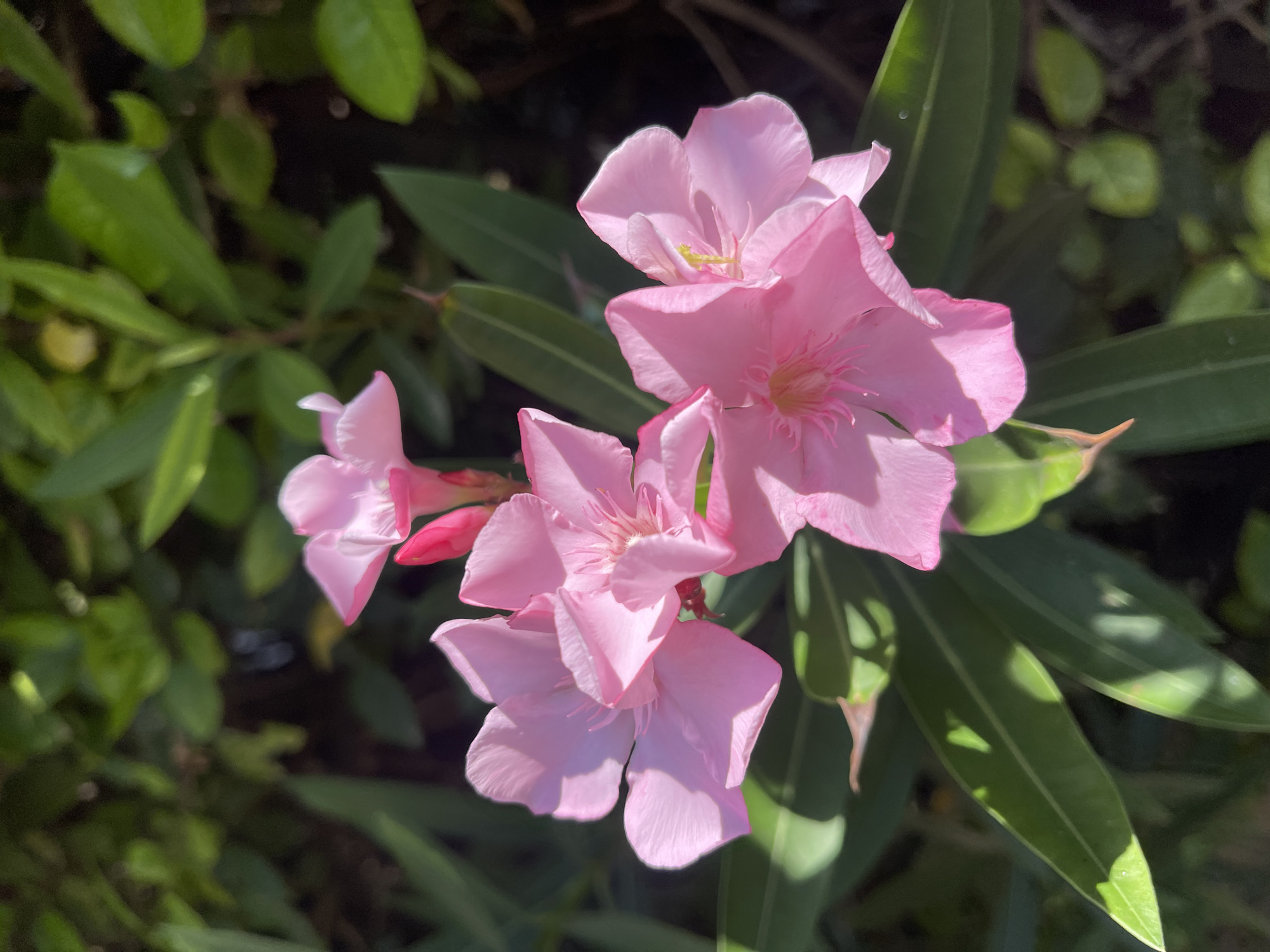 A close-up, vertical, eye-level shot shows a cluster of bright pink Oleander flowers and green leaves bathed in sunlight. The flowers are in various stages of bloom, with some fully open and others still buds. The petals are delicate and have a soft, matte texture. Sunlight casts shadows on the petals and leaves, creating a sense of depth and dimension. The background is a blur of dark green foliage, indicating the flowers are part of a larger plant or garden. The scene appears to be outdoors, likely in a garden or park. The location is Netanya, Israel.