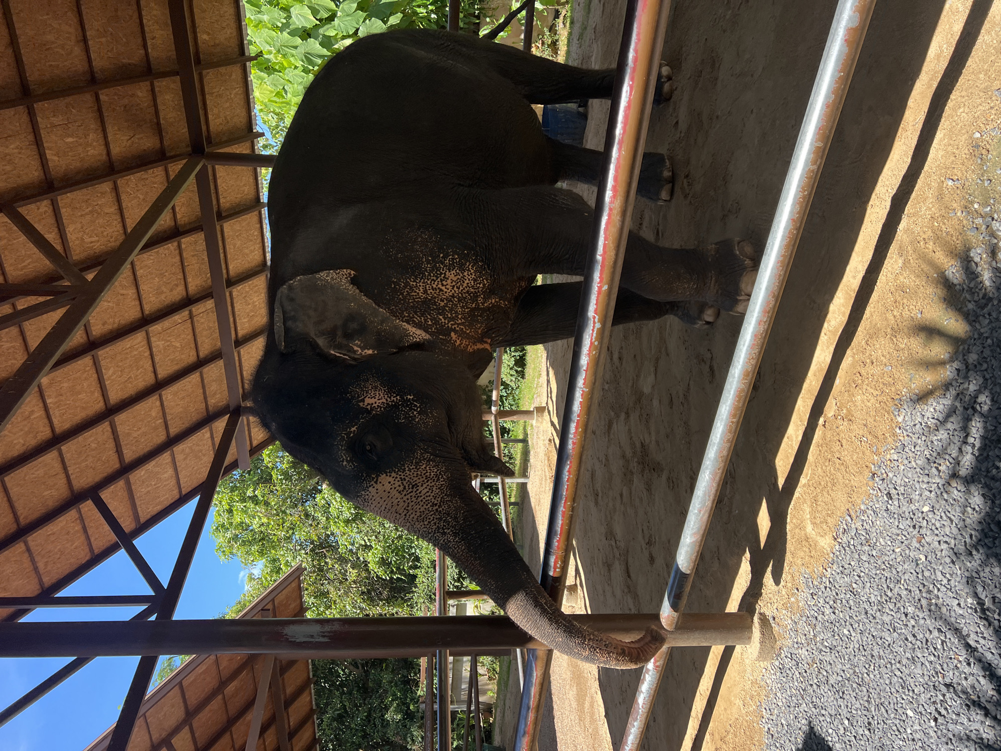 An elephant stands under a thatched roof shelter in Baan Thurian, Thailand. The elephant's trunk rests on a metal railing. The shelter has a wooden frame and a light brown thatched roof. The ground inside the shelter is dirt, and outside, there are gravel and green foliage. The sky is visible through the open sides of the shelter.