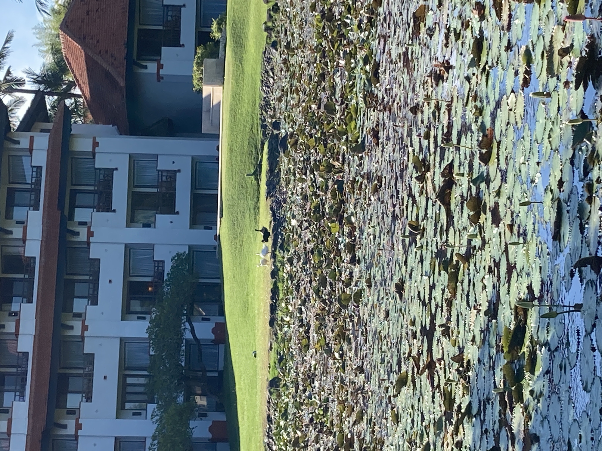 The image depicts a body of water densely covered with lily pads. A green grassy area separates the water from a multi-story building. Several birds are visible on the grass. The building appears to be a resort or hotel with multiple windows and a red-tiled roof. The location is unknown.
