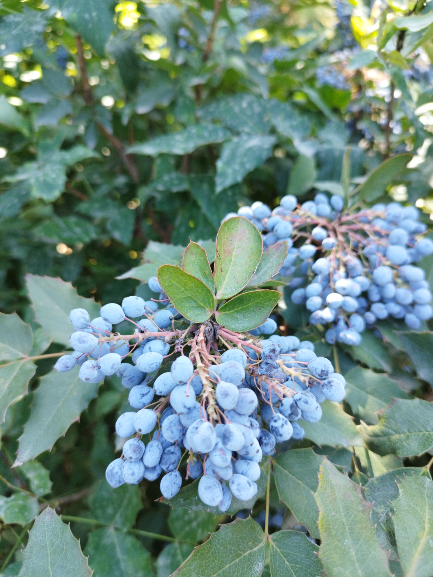 The image shows a close-up view of a branch with clusters of small, round, blue berries and green, spiky leaves. The berries are arranged in dense bunches along thin, reddish-brown stems. The leaves are leathery with serrated edges and prominent veins. The background is filled with more blurred green foliage, suggesting the berries are part of a larger plant or bush. The lighting indicates it is daytime, with some dappled sunlight filtering through the leaves. The location is not specified in the image.