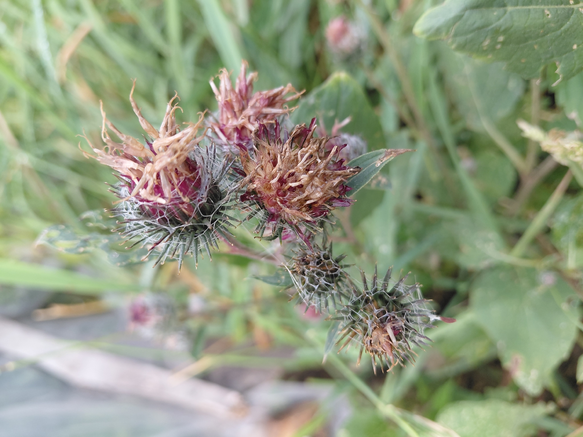 This is a close-up, eye-level photograph of a cluster of dried thistle seed heads. The seed heads are primarily a muted brown and pink, with some green at the base and fine white fuzz. They are arranged in a cluster on a stem, with a few leaves visible below. The background is blurred green foliage, suggesting an outdoor environment. The scene is devoid of human presence. This photograph was taken in Malinovka, Russia.