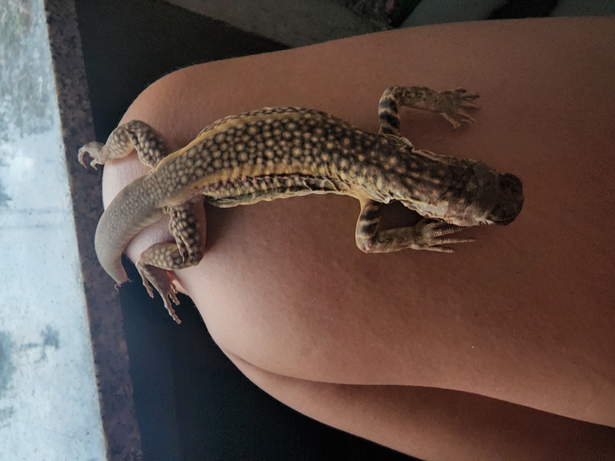 A close-up, top-down shot shows a spiny-tailed lizard resting on a person's thigh. The lizard's body is predominantly tan with darker, irregular speckles. Its tail is visible and appears segmented. The person's skin is a light to medium tan color. The background is dark and out of focus, with a blurred hint of a window frame or shelf in the upper left corner. The image is captured in natural light. This image was taken in Phan Thiet Ward, Vietnam.