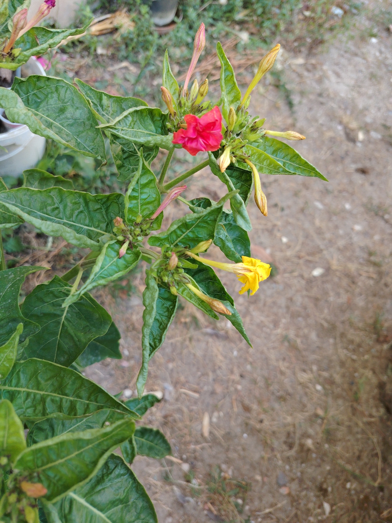 This image depicts a close-up view of a flowering plant with large, green, textured leaves. The plant has several buds and two open flowers. One flower is a vibrant pinkish-red, and the other is a bright yellow. The plant is growing in a somewhat dry, earthy environment, with a blurred background that suggests an outdoor setting with soil and sparse vegetation. The overall impression is one of natural growth in a potentially arid or semi-arid climate. The scene is devoid of human presence. The location is identified as Konyaaltı, Turkey, which is known for its coastal climate and natural landscapes.