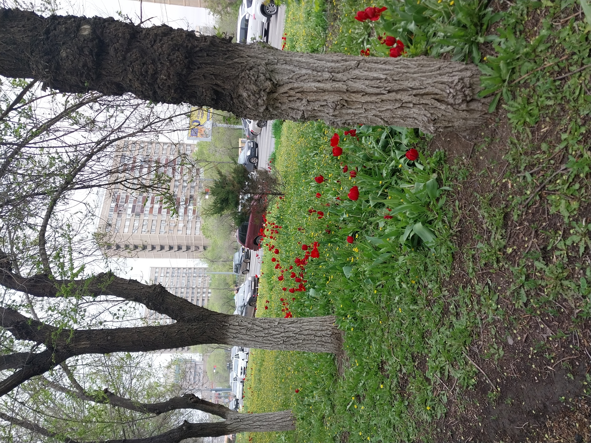The image depicts a row of trees lining a street in Orenburg, Russia. Red tulips and other yellow flowers grow at the base of the trees, interspersed with green grass. Cars are parked along the side of the street. Tall apartment buildings can be seen in the background. The ground cover consists of dense, low-lying plants.