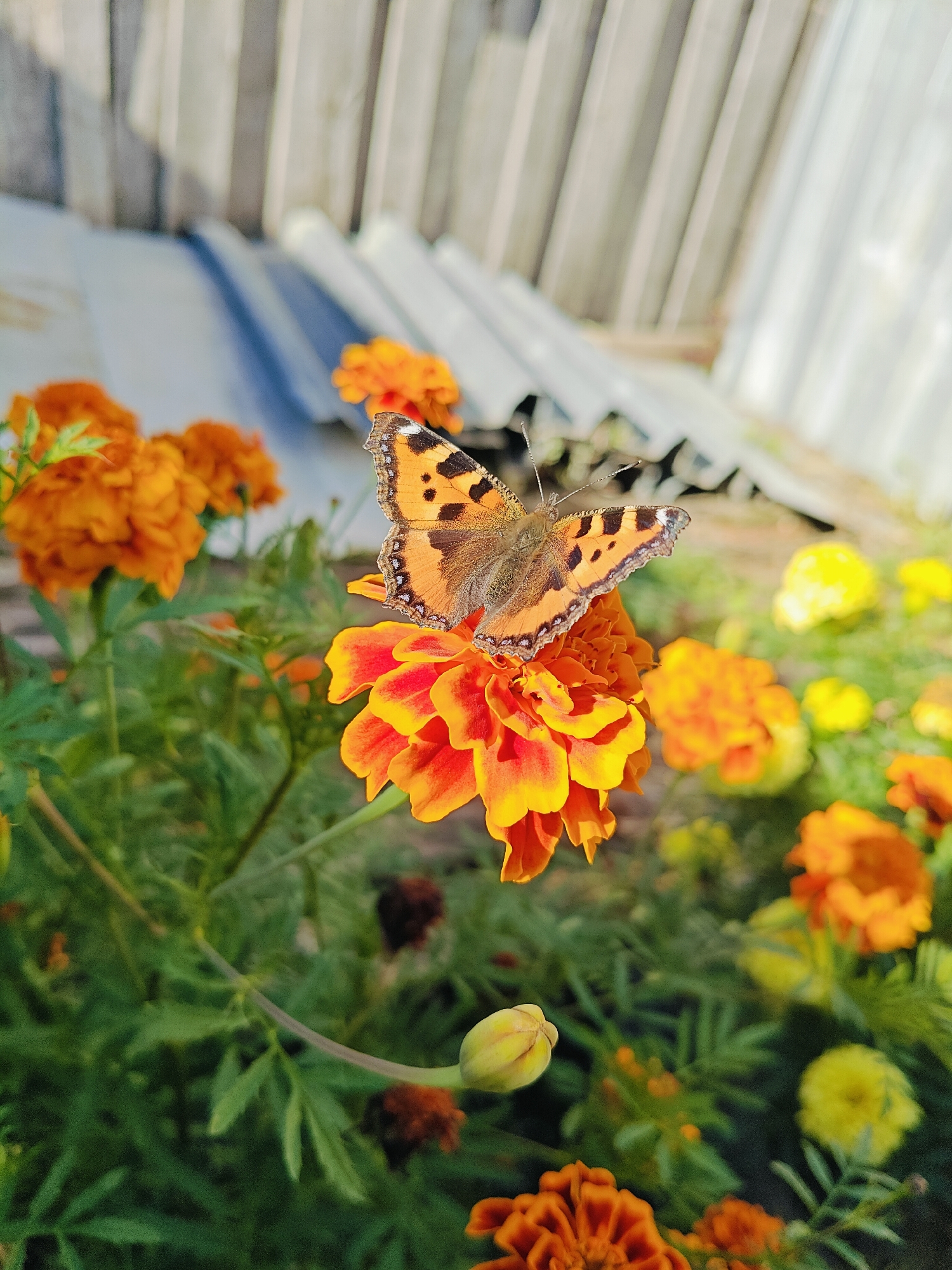 A small Tortoiseshell butterfly with orange and black patterned wings is perched on an orange and yellow marigold flower. The butterfly's wings are spread open, revealing intricate details and a slightly ragged edge on its left forewing. The marigold is a vibrant bloom with many petals, some appearing to transition from yellow at the base to a deep orange at the tips. Surrounding the main flower are other marigolds in various stages of bloom, predominantly in shades of orange and yellow, with some appearing as tightly closed buds. The foliage is a lush green, with some darker, dried-out flower centers visible. In the background, a light-colored wooden fence or wall with vertical planks is out of focus. The overall impression is a close-up, sunlit scene of a butterfly on a flower in a garden setting. The location is specified as Фоки, Russia.