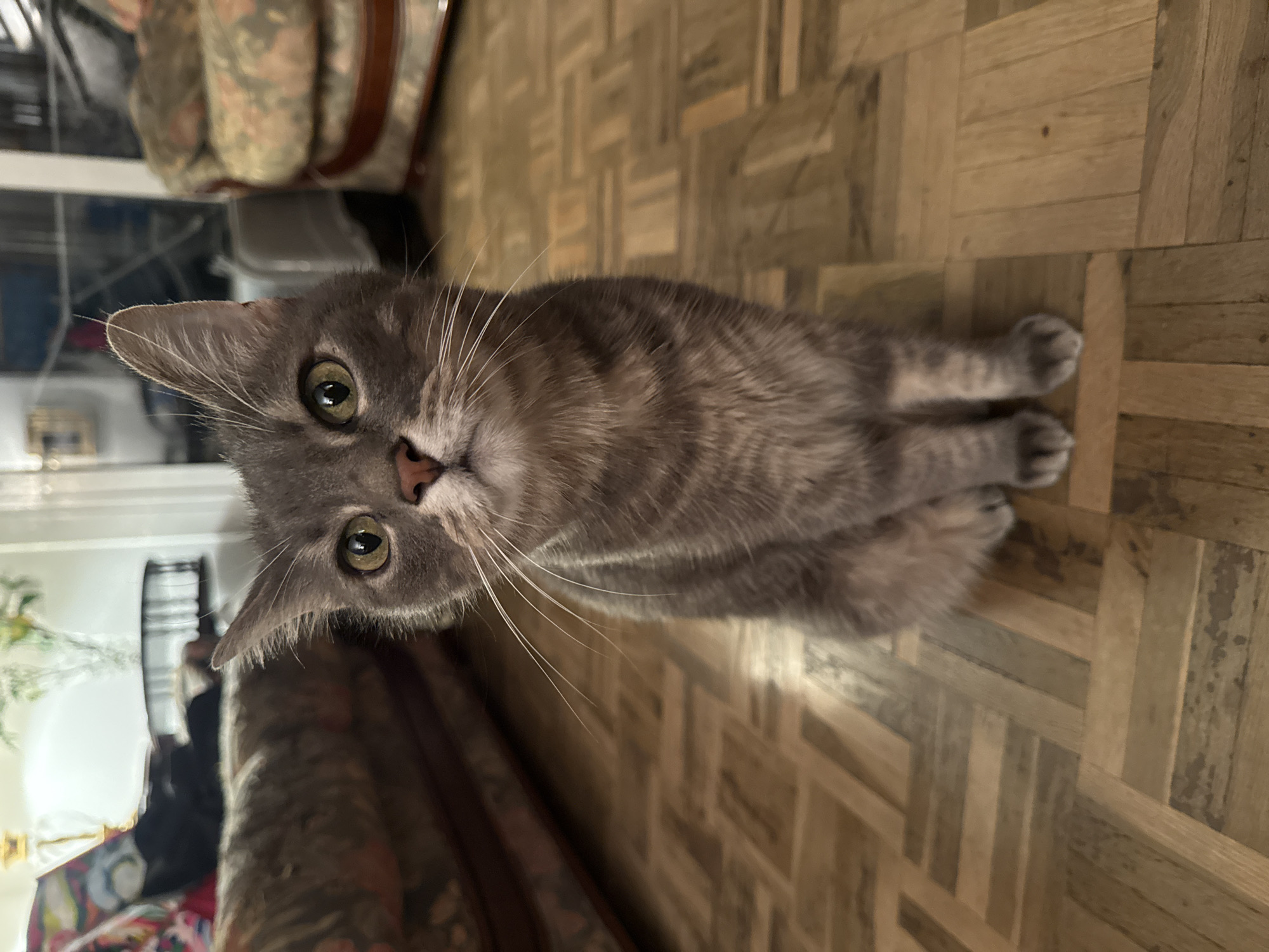 The image features a grey tabby cat sitting on a wooden parquet floor, looking directly at the camera. The cat has striking light green eyes with dark pupils, a small pink nose, and prominent white whiskers fanning out from its face. Its fur is short to medium length, with subtle darker grey stripes characteristic of a tabby pattern. The cat's front paws are tucked neatly under its chest, and its ears are pricked forward, indicating alertness and curiosity.
The activity captured is the cat attentively observing something, presumably the photographer, from its seated position on the floor.
The setting is indoors, with the cat resting on a light brown wooden parquet floor. The wooden planks are arranged in a geometric pattern, possibly herringbone or basketweave. The background is softly blurred, providing depth without distraction. In the upper left portion of the image, behind the cat's head, an out-of-focus patterned fabric object, possibly part of a sofa or a bag with a brown strap, is visible. Another indistinct, brighter area can be seen further in the background. The lighting appears to be artificial and ambient, suggesting an indoor environment, possibly in the evening or a dimly lit room. The overall composition is a low-angle shot, with the image oriented vertically. No text is visible in the image. The location context provided is Barcelona, Spain, though no specific visual cues in the image directly confirm this.