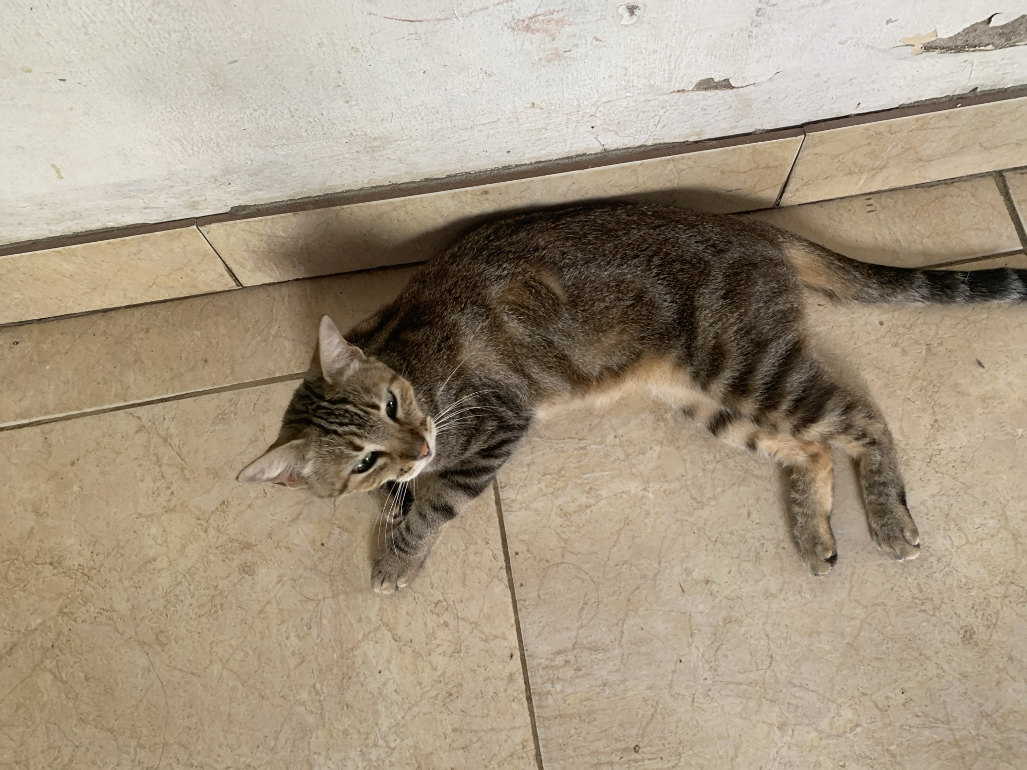 A brown and black mackerel tabby domestic short-haired cat is observed lying on a light beige tiled floor within a structure in Santa Ana, Venezuela. The cat is positioned on its right side, with its head oriented towards the upper left quadrant of the frame and its forepaws extended. Its eyes are partially closed, and its whiskers are prominent. The tiled floor consists of square ceramic tiles with visible grout lines and minor surface debris. Adjacent to the cat's right side, a vertical wall exhibits distressed white paint, areas of peeling, and discoloration, forming a distinct corner with the tiled floor. No other subjects or objects are discernible.
