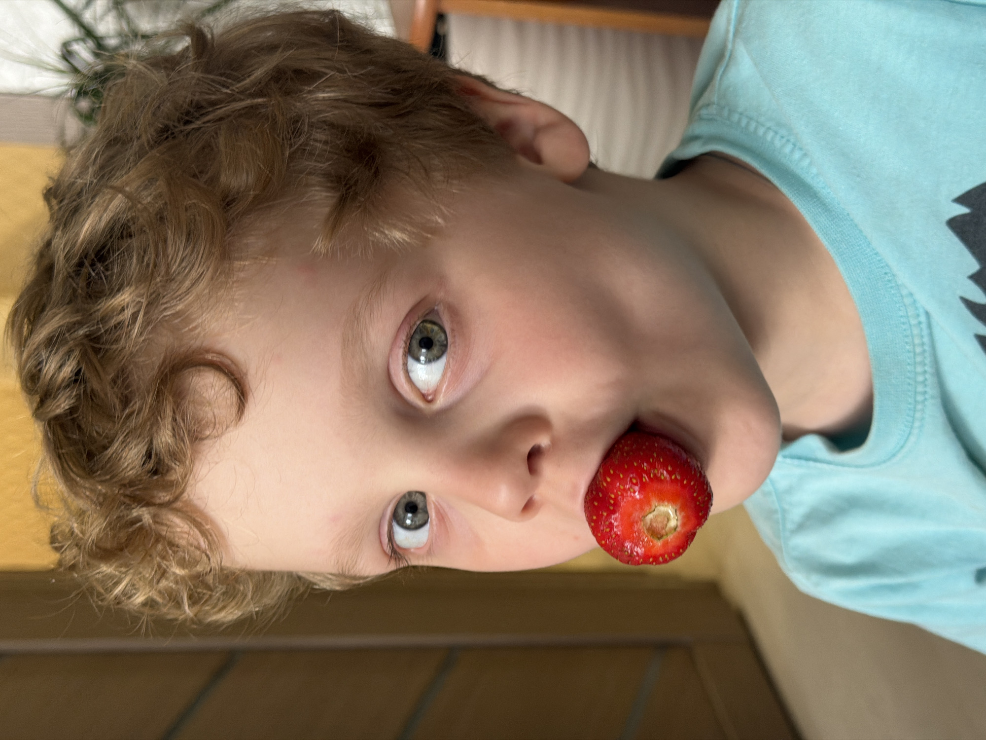 A young Caucasian male with light brown, curly hair and blue eyes is holding a strawberry in his mouth. He is wearing a light blue t-shirt. The background appears to be an interior space with a wooden shelf and plants. The photograph appears to have been taken at an angle, and the location in the city of Chaikovsky, Russia is undetermined.