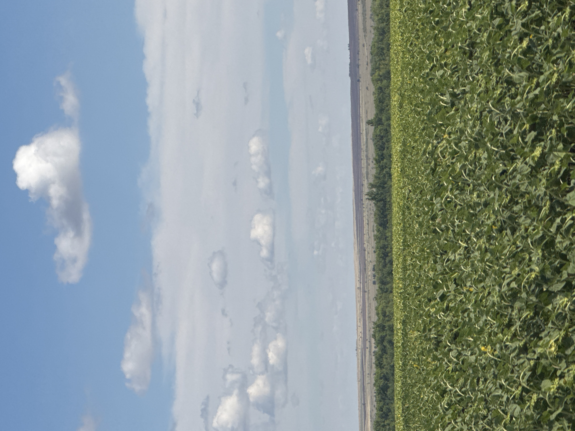 This is a vertical, eye-level, full-shot photograph of a vast, dense field of young sunflowers under a partially cloudy blue sky. The field stretches from the bottom edge of the frame to a distant treeline, which marks the transition to a gentle, rolling landscape of dry, pale earth and sparse vegetation. The sky is a vibrant blue, populated by scattered white cumulus clouds of various sizes, some fluffy and bright, others wispy and translucent. The overall impression is one of a rural landscape bathed in sunlight, with the rich green of the sunflower field dominating the foreground. The scene appears to be located in Burdygino, Russia, given the context provided. There are no people, animals, or man-made structures visible in the image.