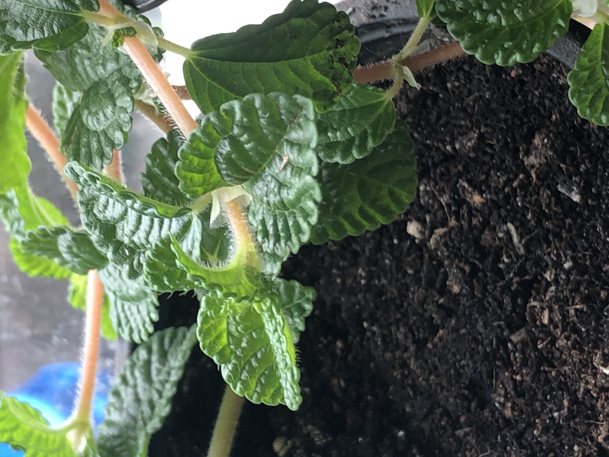 A close-up, indoor shot focuses on a young Pilea involucrata, also known as a "friendship plant" or "watermelon pilea," situated in dark soil. The plant exhibits bright green, textured leaves with ruffled edges, and a central new growth area appears lighter green and slightly fuzzy. Thin, light orange stems support the foliage. The background is blurred, hinting at an indoor environment, possibly near a window due to the bright light. The image does not provide any information about the city of Пионерский, Russia, as it is a close-up of a houseplant without any discernible external environmental markers.