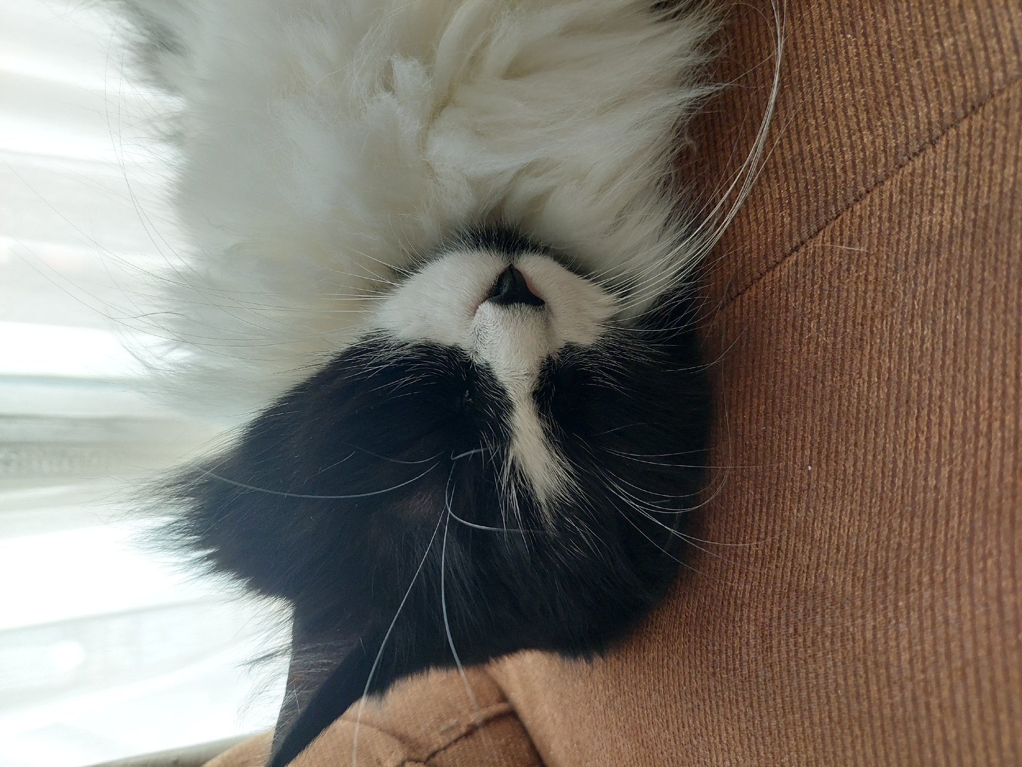 A black and white cat is upside down on a brown upholstered surface. The cat has a black nose and white whiskers. The background is a window with blinds. The location in Plovdiv, Bulgaria is not discernible.