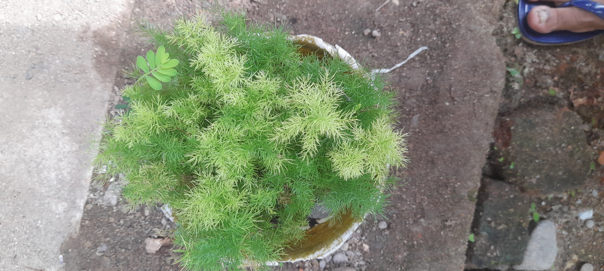 A top-down view of a potted plant, likely asparagus fern, sitting on the ground outdoors. The plant has a dense, feathery, light-green to green foliage. A separate green leafy stem also grows near the plant. The pot is white with what seems like a light-brown stained rim. The ground around the pot is a mix of soil, dirt, and some concrete. In the upper right, a portion of a foot wearing a blue sandal is visible. The location is Buketteukuh, Indonesia.