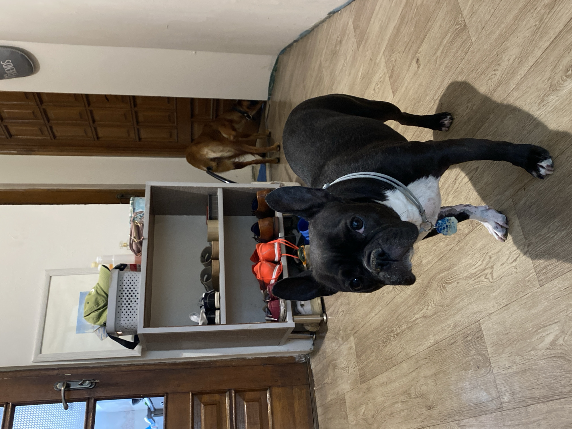 The image depicts an indoor scene with two dogs on a wooden floor. In the foreground, a black and white French bulldog stands facing the camera, wearing a white collar and a blue-patterned tag. Its body is mostly visible, from its head down to its paws. In the background, a tan-colored dog is partially visible, facing away from the camera and appearing to be sniffing the floor near a closed wooden door. To the left of the dogs, a white shelving unit holds various items, including shoes on multiple shelves and a white basket containing a green cap. A wooden door with a metal handle is also visible on the far left. The overall environment appears to be a residential interior. The image does not provide any specific clues to its location within the city of Batumi, Georgia.