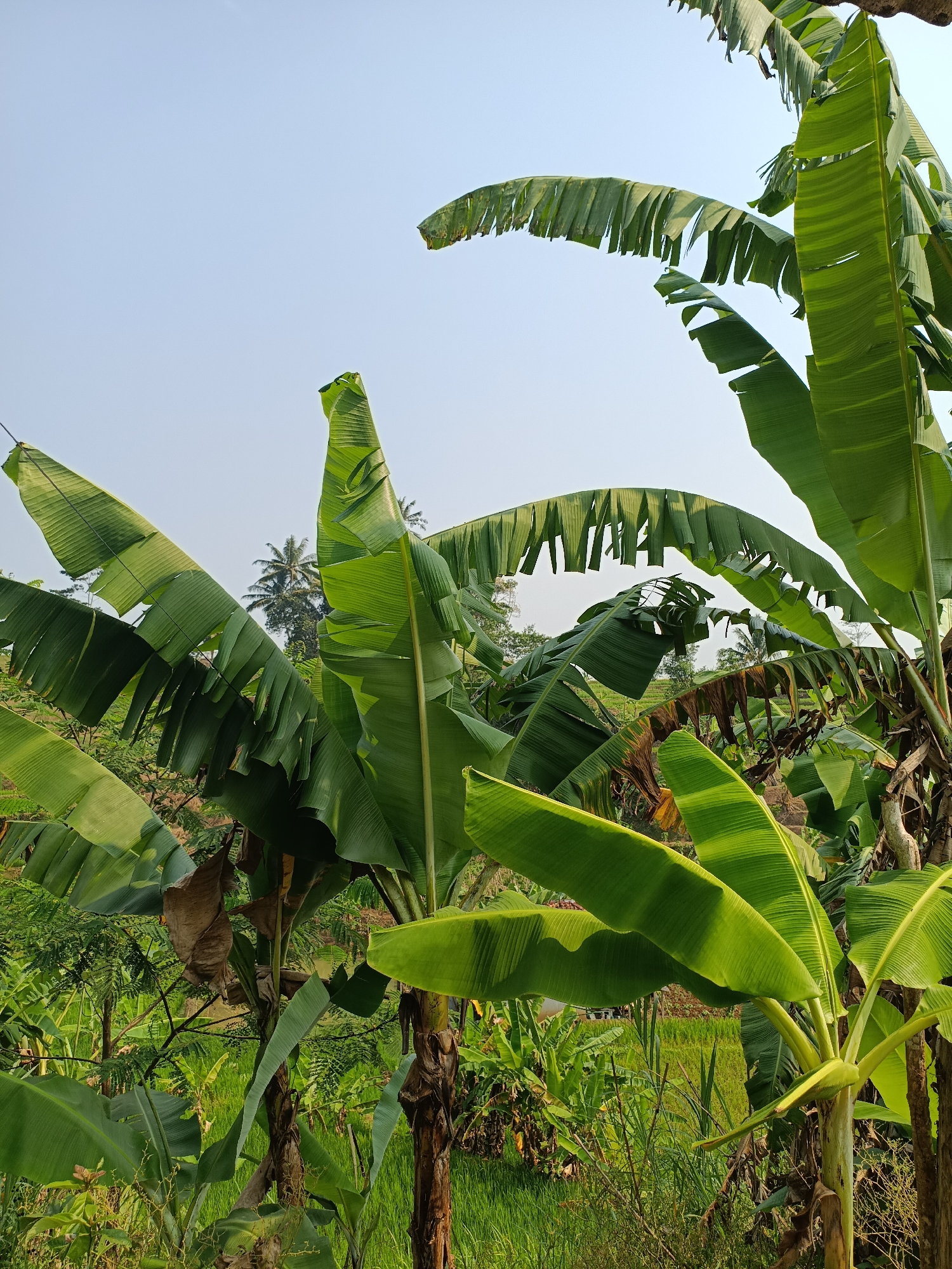 The image depicts a cluster of banana trees in what appears to be a rural setting. The foreground is dominated by lush green banana leaves, some of which are tattered, indicating natural wear or wind damage. The banana tree trunks are visible, with their characteristic fibrous texture. In the background, there is a verdant landscape with more vegetation, possibly including rice paddies, and a few distant palm trees. The sky is clear and a pale blue, suggesting daytime. The overall impression is one of tropical greenery and a serene, natural environment.