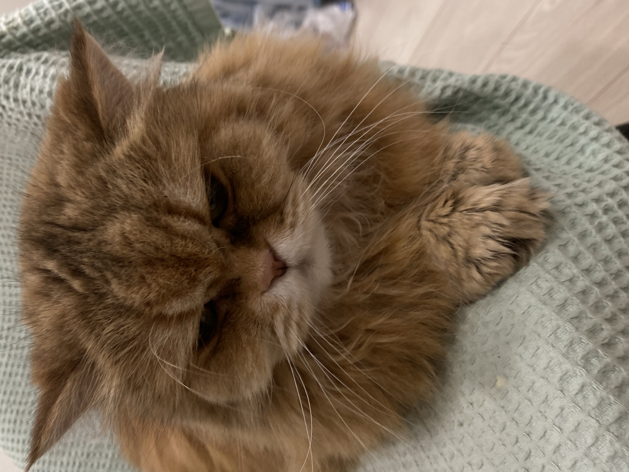 A close-up, medium shot of a fluffy, ginger cat resting on a light green textured blanket. The cat is curled up, with its paws tucked under its face. The cat has long, white whiskers and slightly squinted eyes. The background is blurred, showing a glimpse of a light-colored wooden surface. There is no indication of the location in Kazan, Russia, or any other specific city. No people are visible.