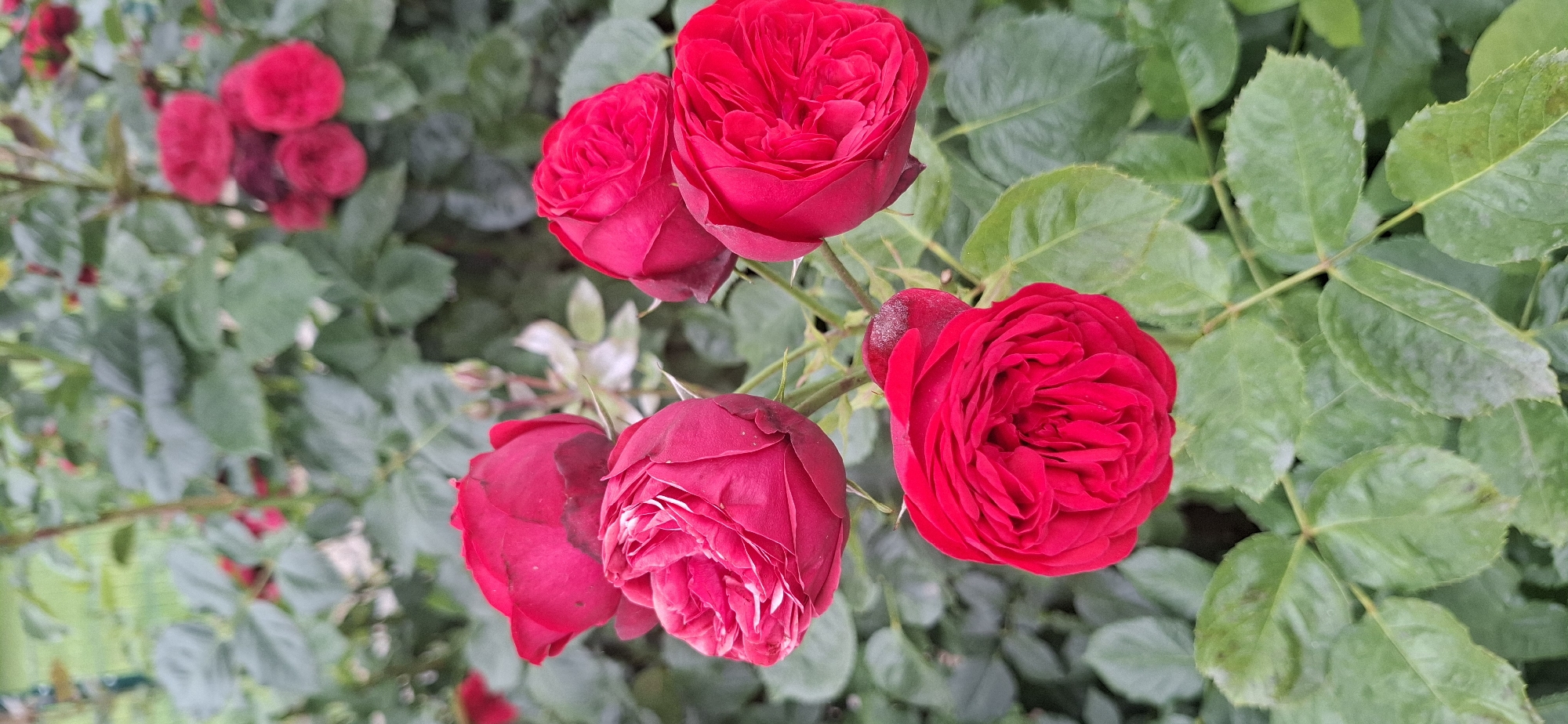 This is a medium-shot, vertical photograph of a cluster of red roses in a garden. The roses are vibrant red, with some showing partially open buds and others in full bloom. The petals are layered and textured, with subtle variations in shade. Green leaves, some appearing slightly dusty or marked, form a dense background around the flowers. The overall impression is one of lush, natural growth. The image does not provide any specific visual clues to its location in Hürth, Germany.