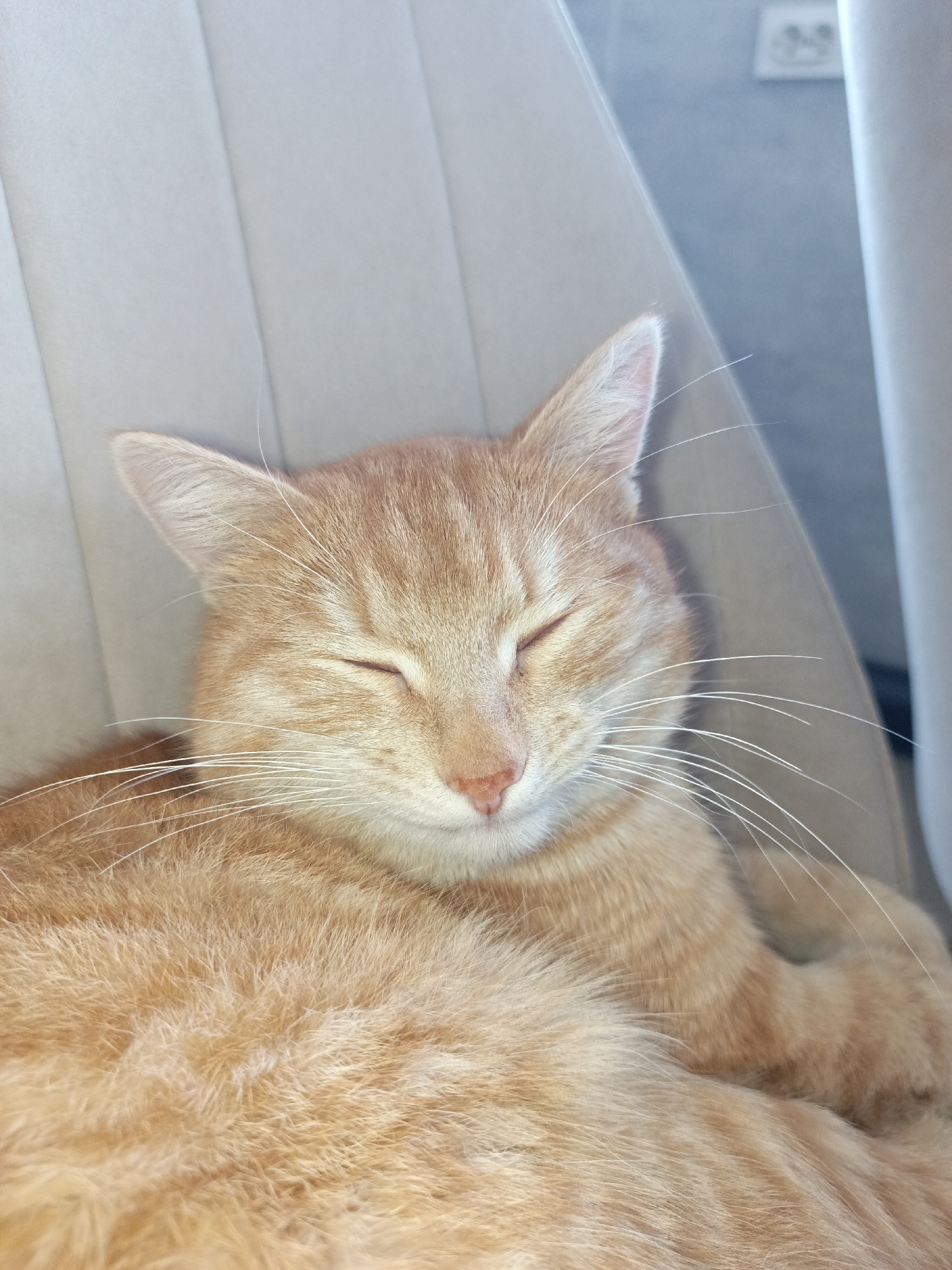 A medium shot depicts an orange tabby cat with its eyes closed, appearing to be sleeping. The cat is resting on a light beige fabric surface, possibly a chair or seat. In the background, a wall and an electrical outlet are faintly visible. The location is not discernible from the image.