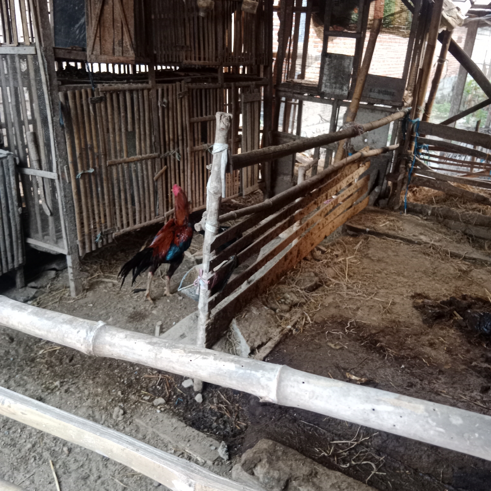 An adult rooster stands in the center of a rustic wooden enclosure, likely a coop, in the village of Ngringin, Indonesia. The rooster has a predominantly red body with black tail feathers and a blue-green sheen on its wings. It is facing towards the left of the frame. The enclosure is constructed from rough-hewn wood and bamboo, with vertical bamboo poles forming the walls and horizontal wooden planks creating a railing or barrier. The ground is dirt and straw, with some scattered debris. In the background, more bamboo structures and wooden partitions are visible, suggesting a dimly lit interior. The overall impression is of a simple, utilitarian animal enclosure.