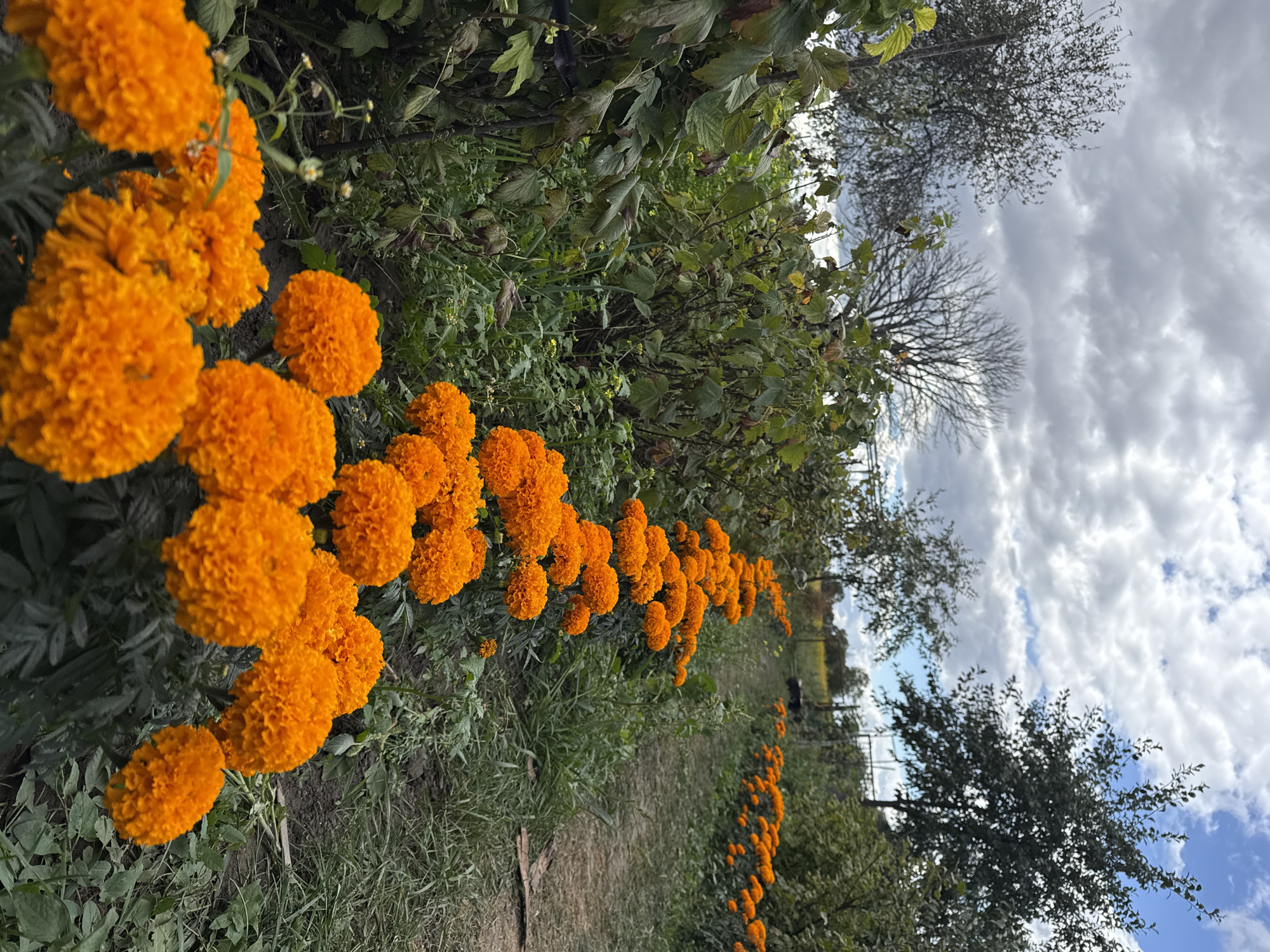 The image depicts an outdoor scene with a pathway lined with rows of bright orange marigolds in the foreground and extending into the background. The pathway is unpaved and appears to be in a garden or park setting, with green foliage and vegetation on either side. In the background, trees and a cloudy sky are visible. The location is specified as Fominka, Russia. There are no people or animals present in the image. The focus is on the natural elements and the floral display.