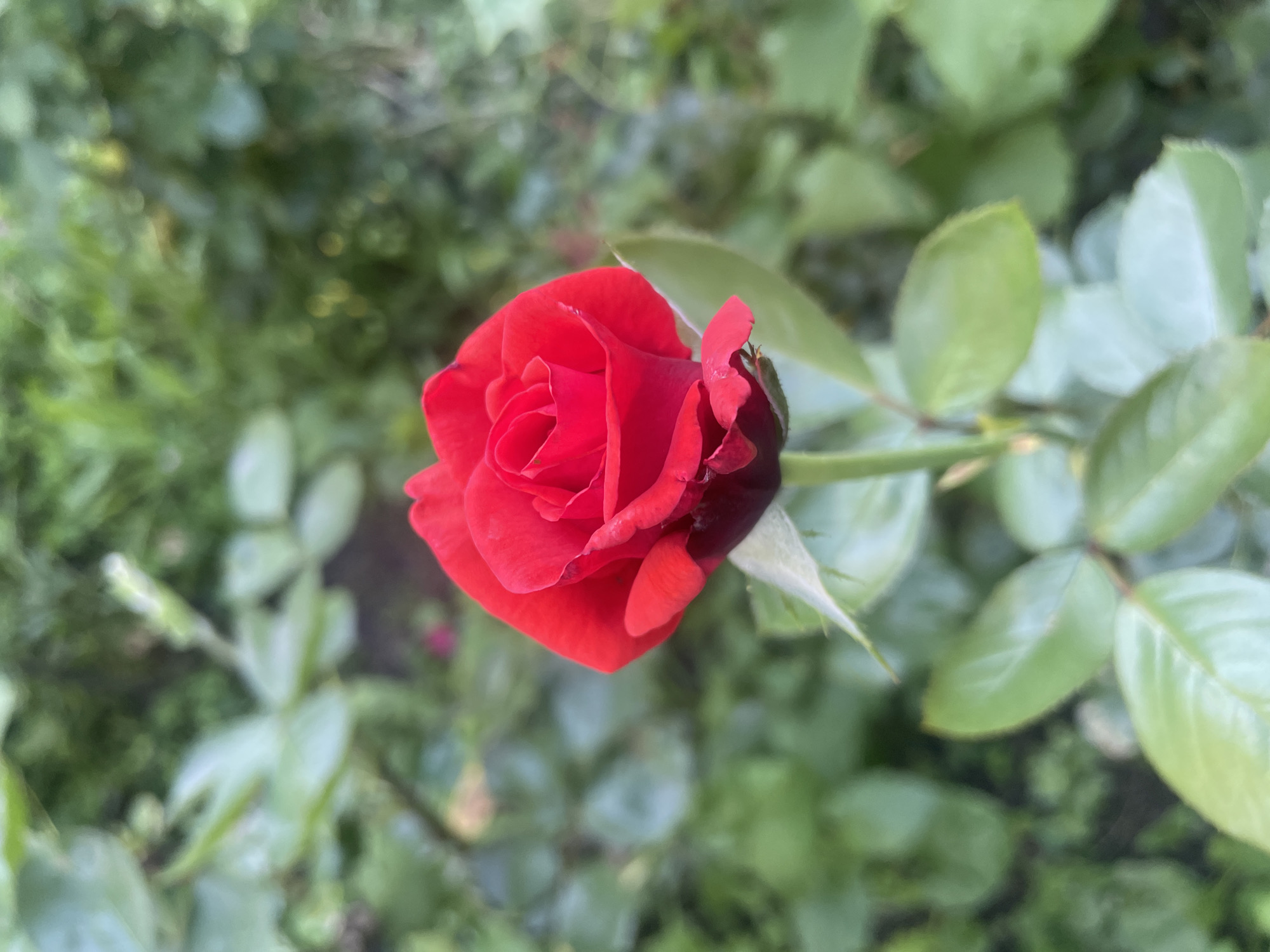 A close-up, vertical shot shows a single, vibrant red rose in full bloom, centered in the frame. The rose has a deep, velvety texture and its petals are tightly furled towards the center, with some outer petals beginning to open. A single green stem supports the bloom, and a few green leaves are visible, some in sharp focus and others blurred in the background. The background is a soft blur of various shades of green foliage, suggesting an outdoor garden setting. The lighting appears to be natural daylight, with soft shadows indicating an overcast or diffused light source. The scene is devoid of any human presence or activity. The image does not provide any specific indicators of its location within the city of Dnipro, Ukraine.